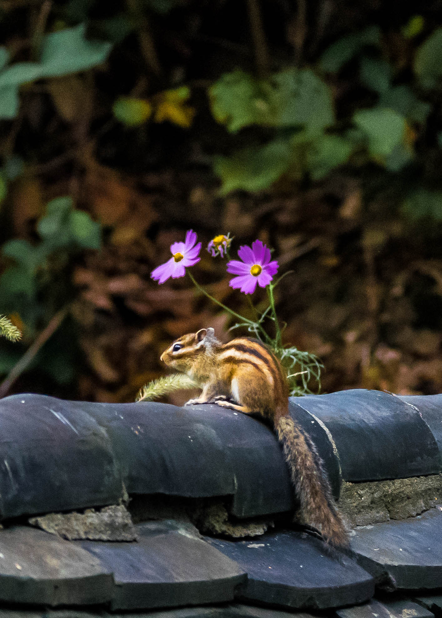Sigma 70-200mm F2.8 EX DG OS HSM sample photo. Squiwwel!!  photography