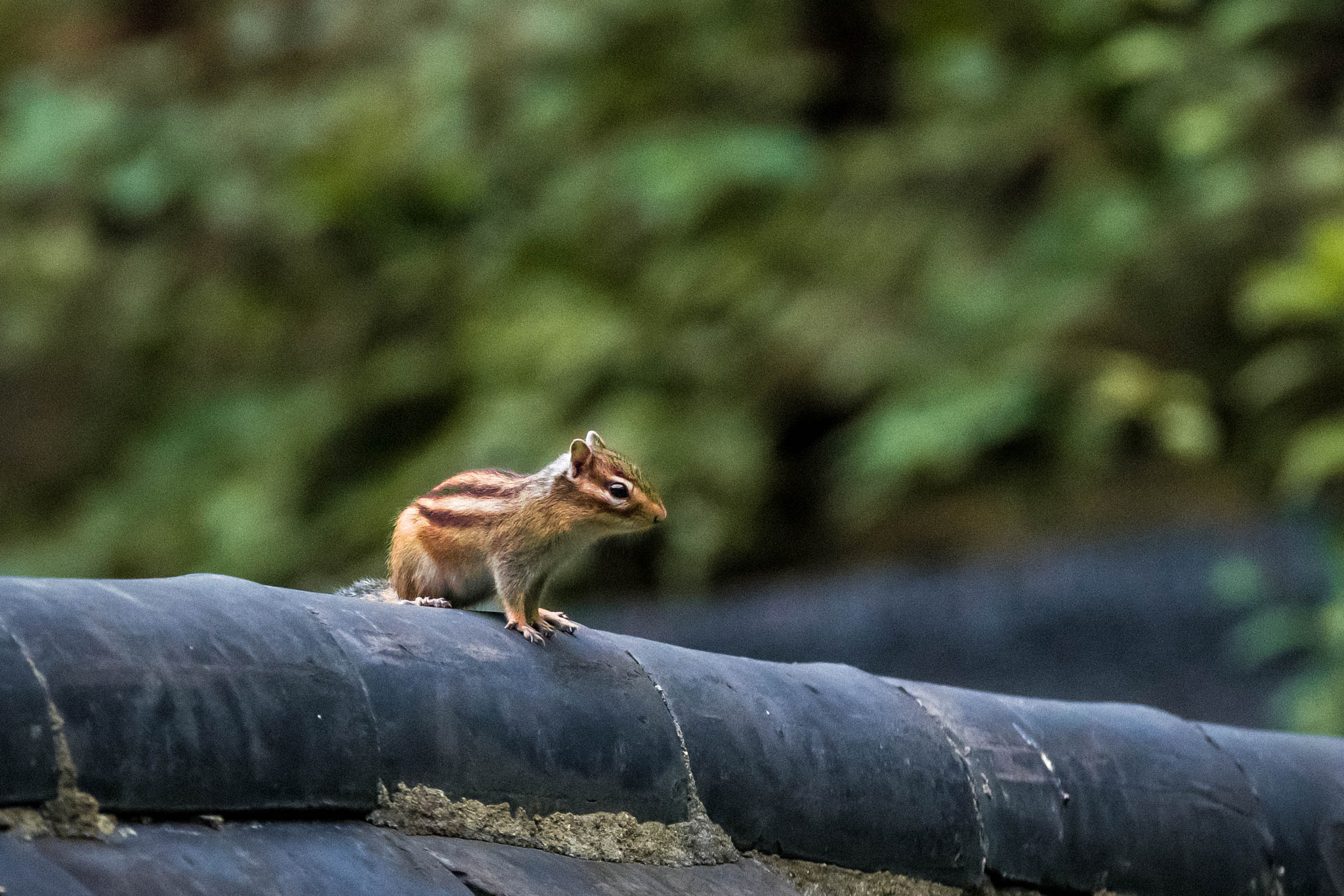 Sigma 70-200mm F2.8 EX DG OS HSM sample photo. Mr. squiwwel  photography