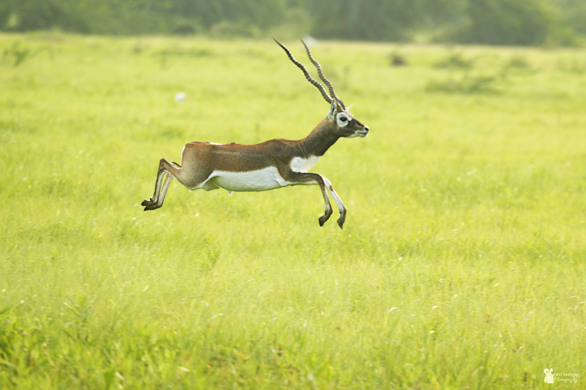 Canon EF 100-400mm F4.5-5.6L IS USM sample photo. Jump photography