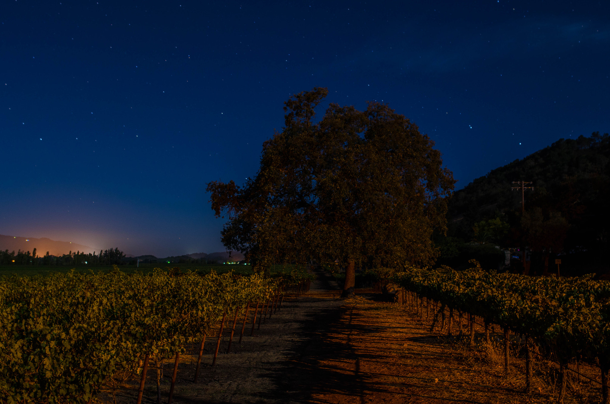 Nikon D5100 + Samyang 12mm F2.8 ED AS NCS Fisheye sample photo. Rutherford vineyards photography