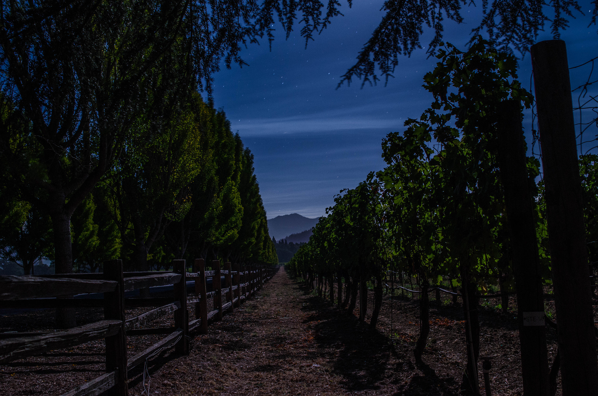 Samyang 12mm F2.8 ED AS NCS Fisheye sample photo. The vines and the stars photography