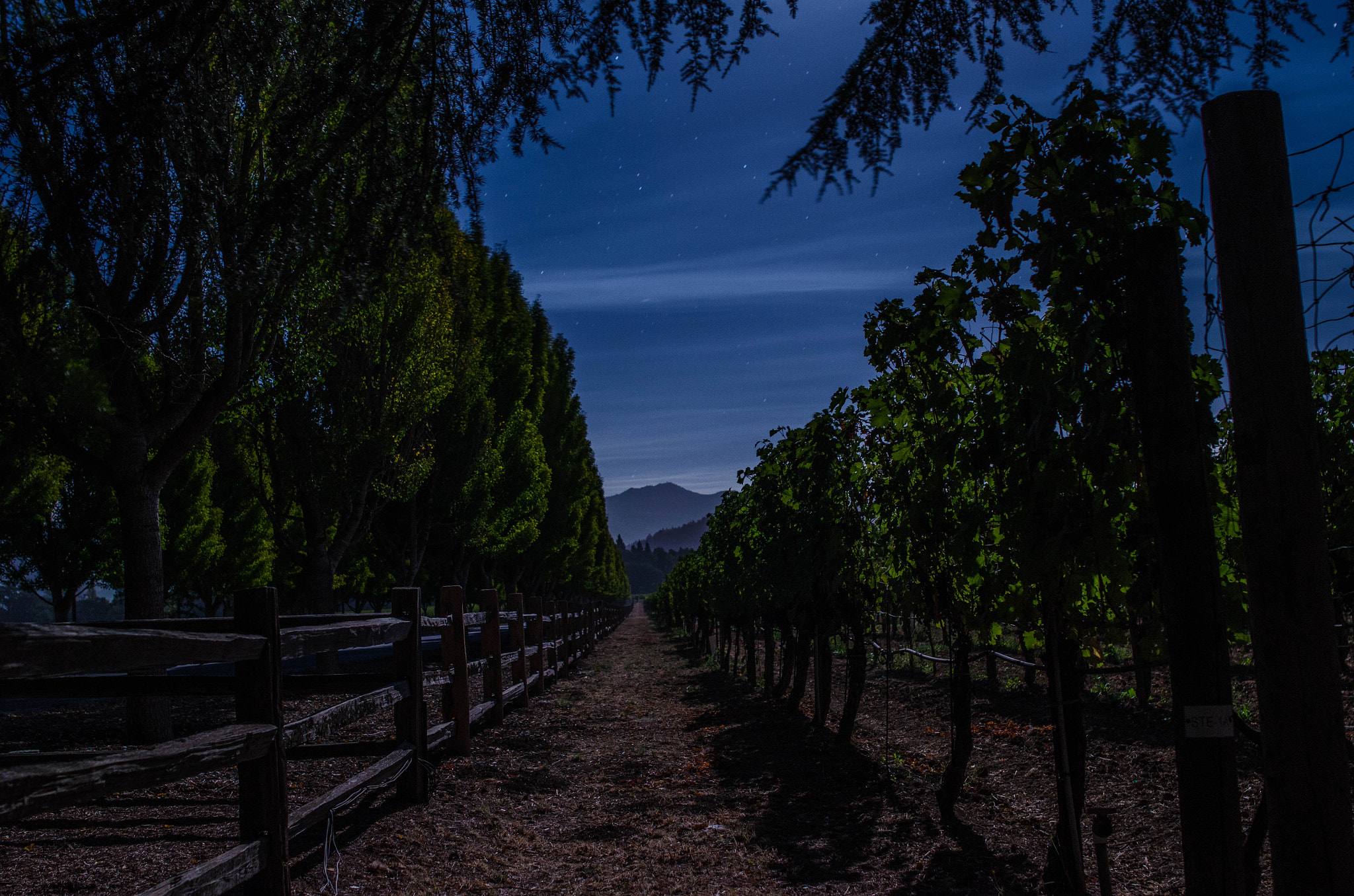 Nikon D5100 + Samyang 12mm F2.8 ED AS NCS Fisheye sample photo. The vines and the stars photography