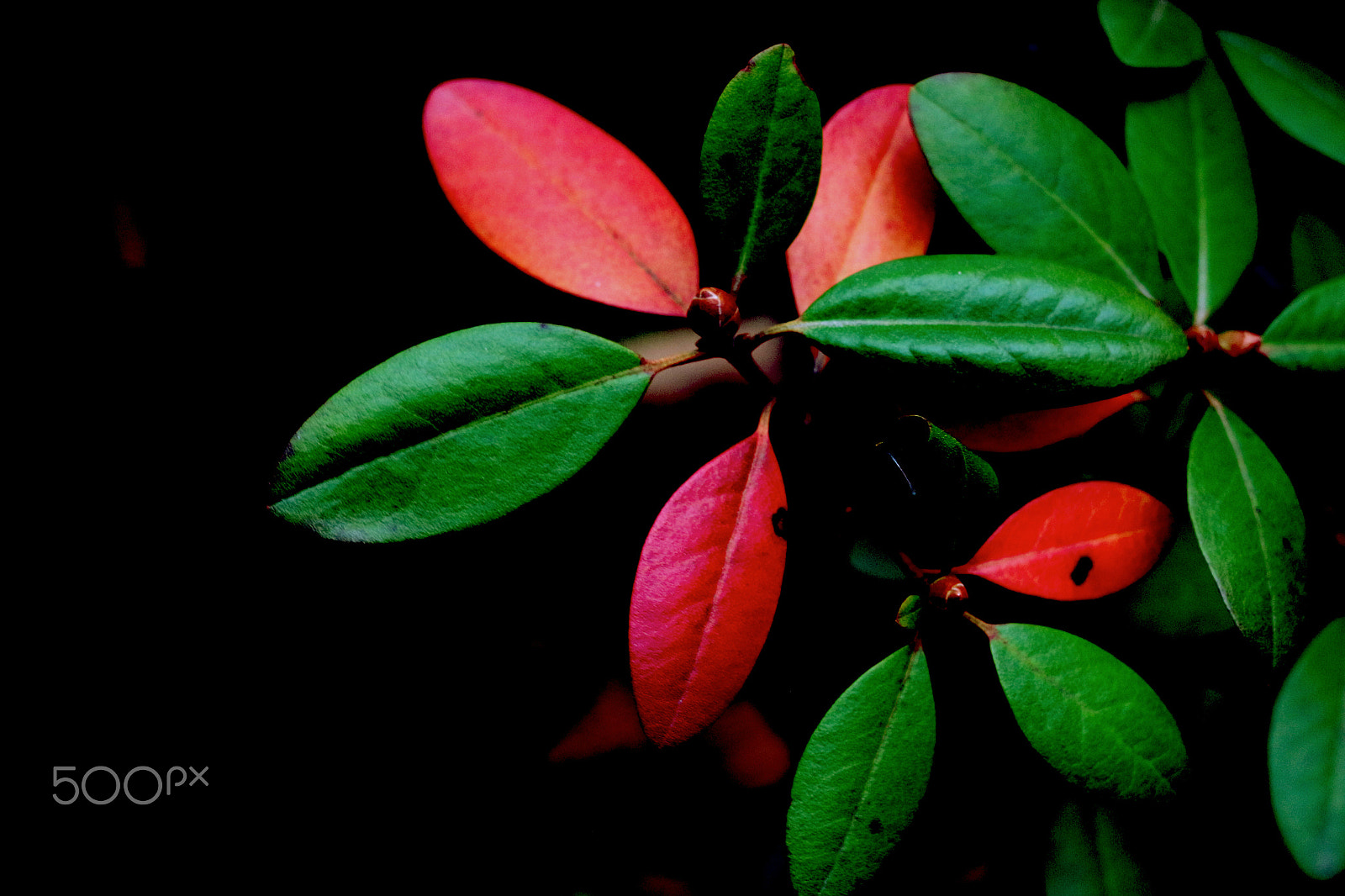Canon EF 40mm F2.8 STM sample photo. Secular tree- leaves with mixed colors from the same tree photography