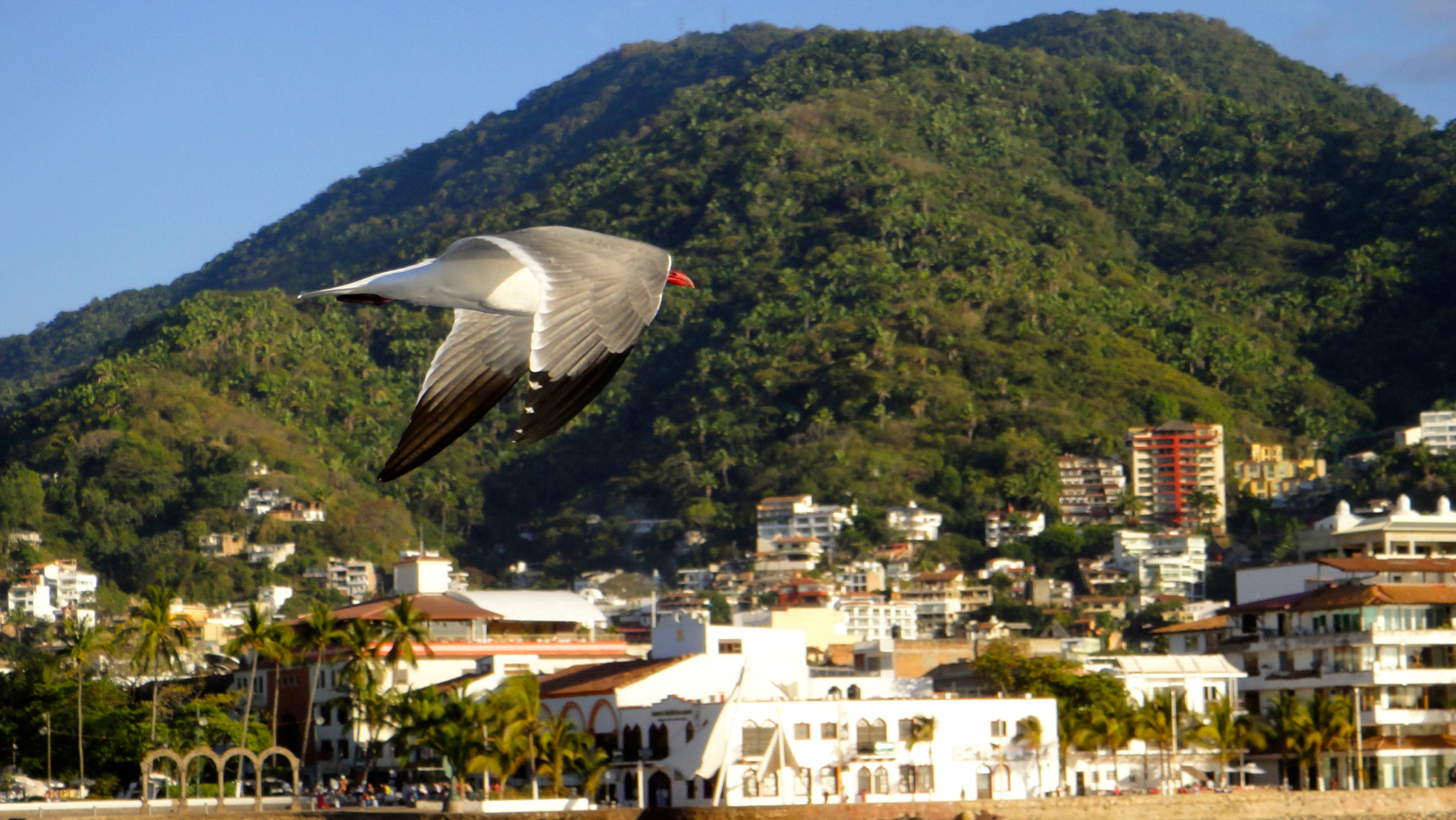 Sony DSC-TX7 sample photo. Come fly with me photography