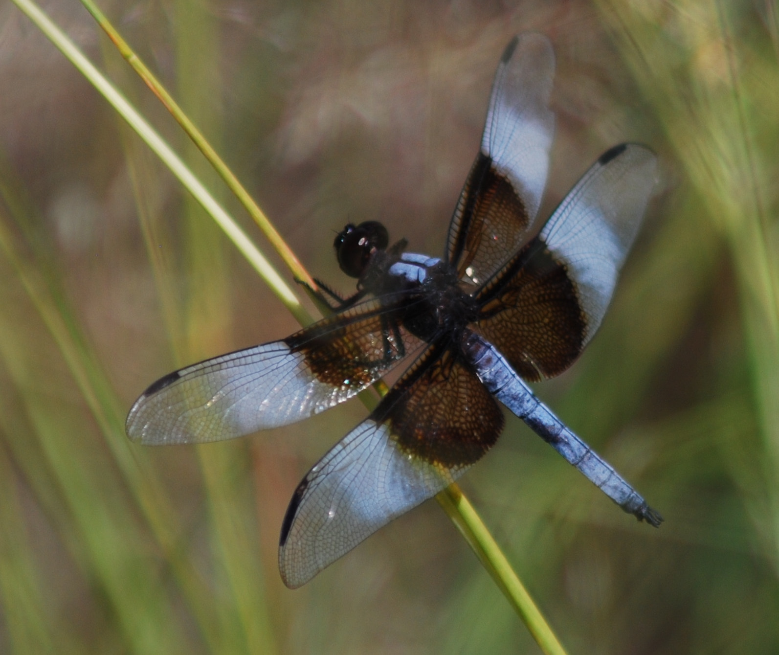 Nikon D80 sample photo. Black and blue photography