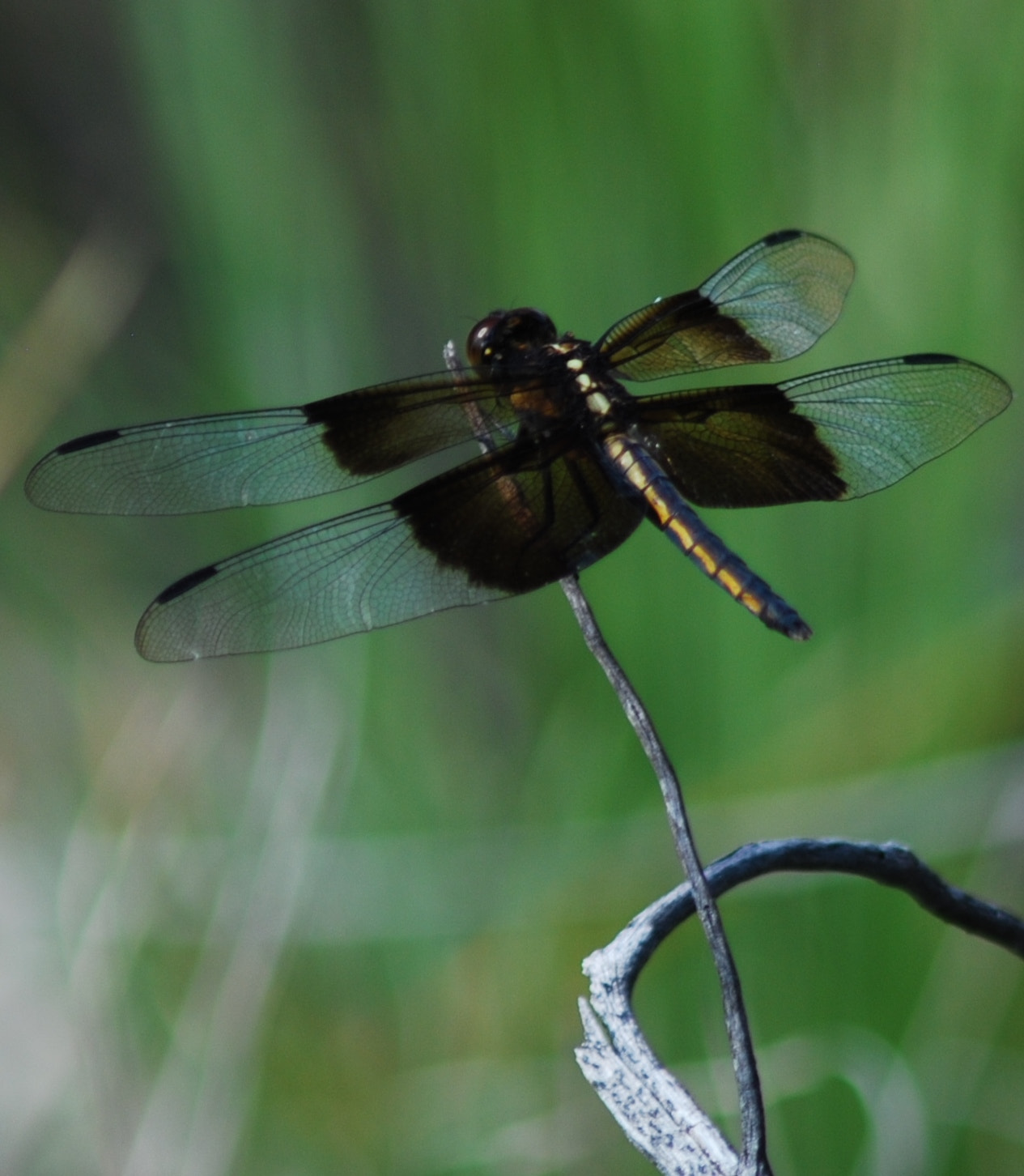 AF Zoom-Nikkor 75-300mm f/4.5-5.6 sample photo. Black winged photography