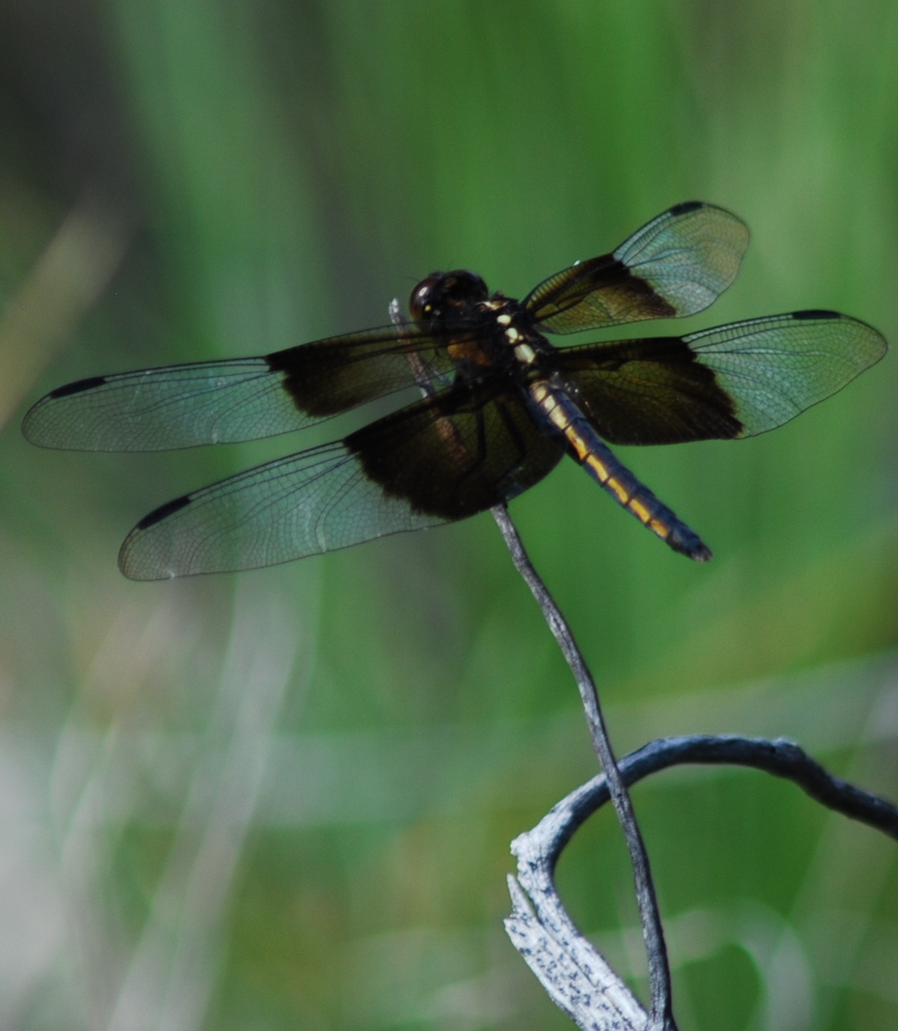 Nikon D80 + AF Zoom-Nikkor 75-300mm f/4.5-5.6 sample photo. Black winged photography