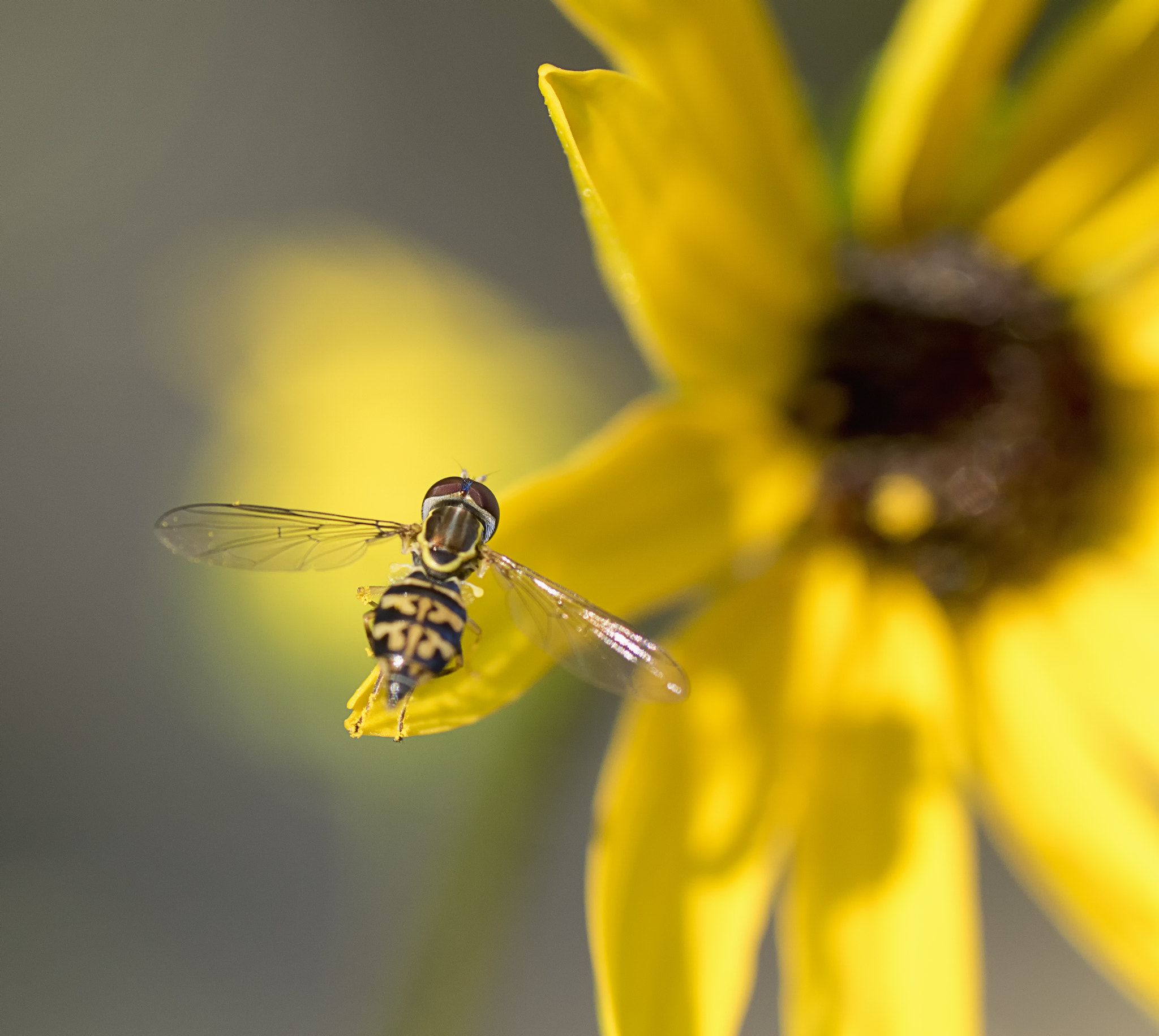 Sony ILCA-77M2 + Tamron SP AF 90mm F2.8 Di Macro sample photo. Eyeing the next flower photography