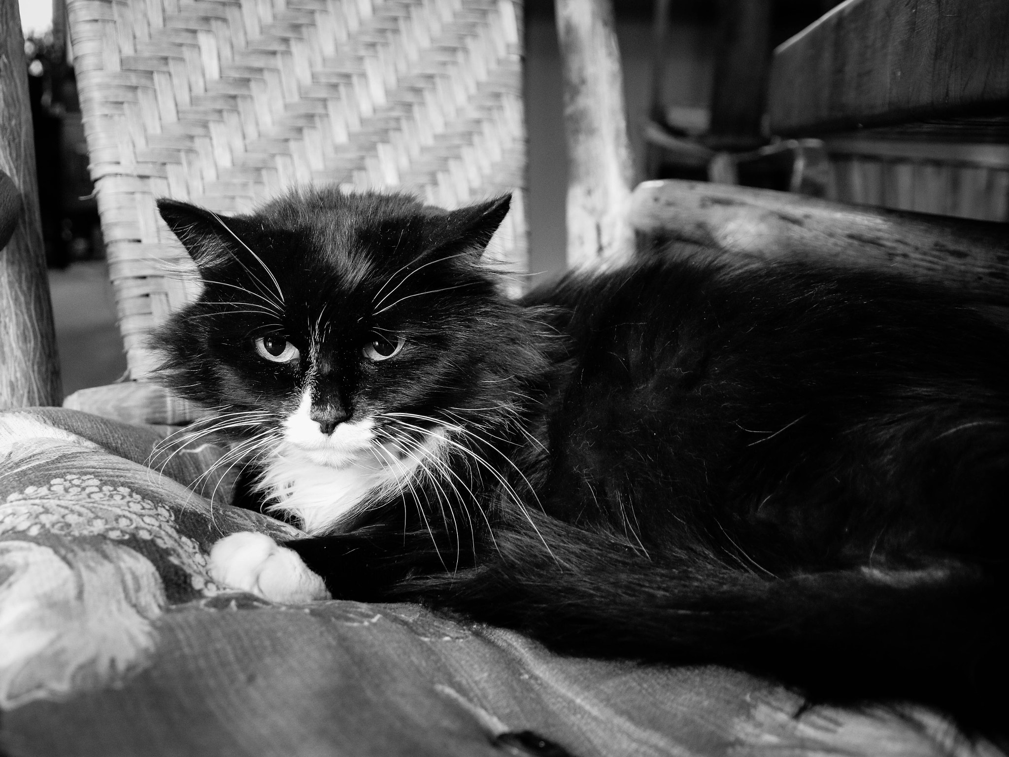 Canon EOS 750D (EOS Rebel T6i / EOS Kiss X8i) sample photo. A cat i happen to enjoy photography