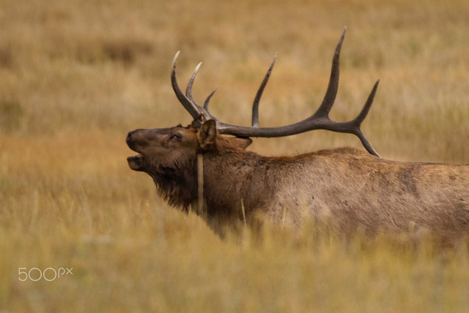 Canon EF 70-200mm F2.8L IS II USM sample photo. Bull elk photography