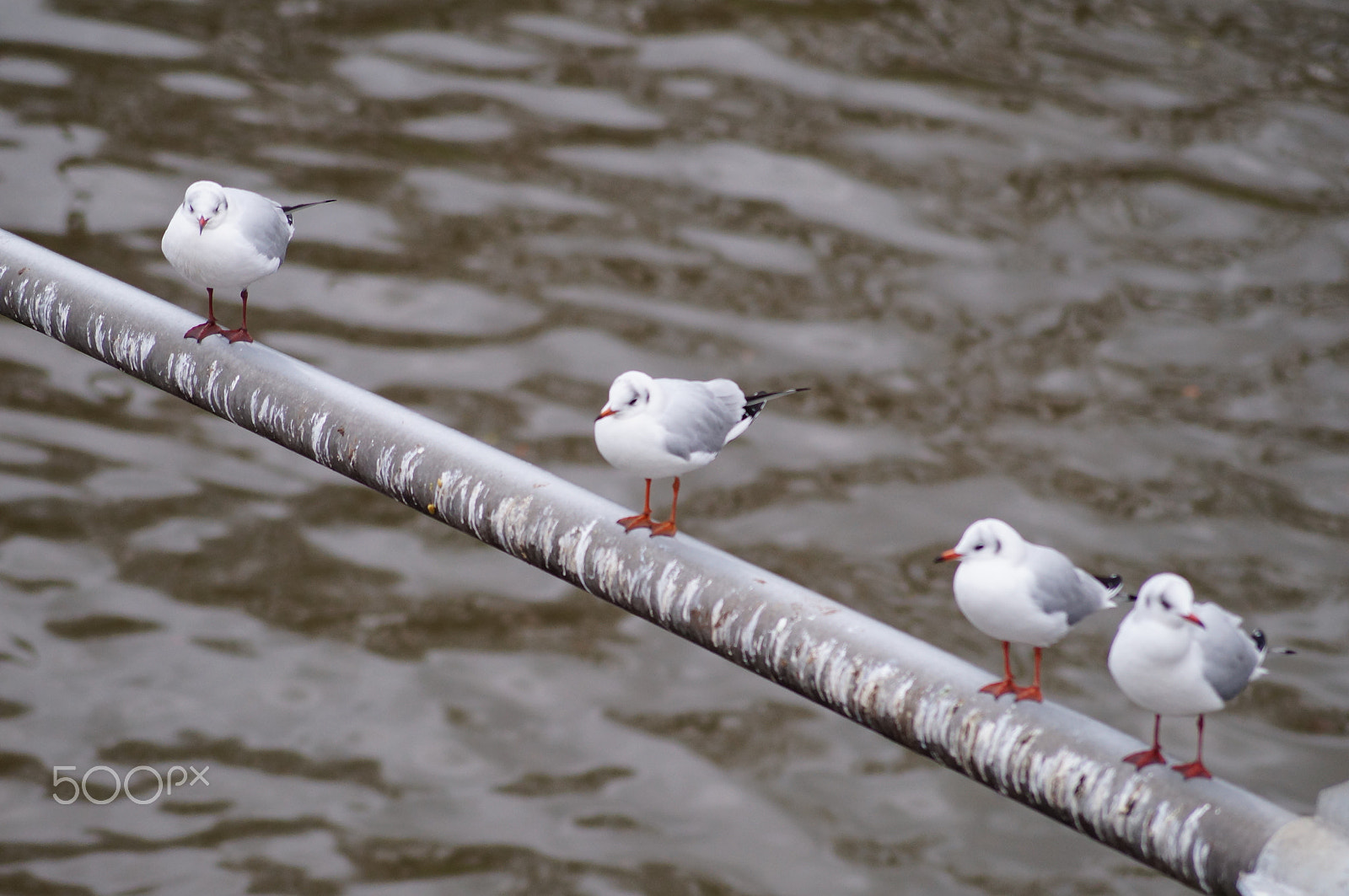 Sony DT 55-200mm F4-5.6 SAM sample photo. Birds photography