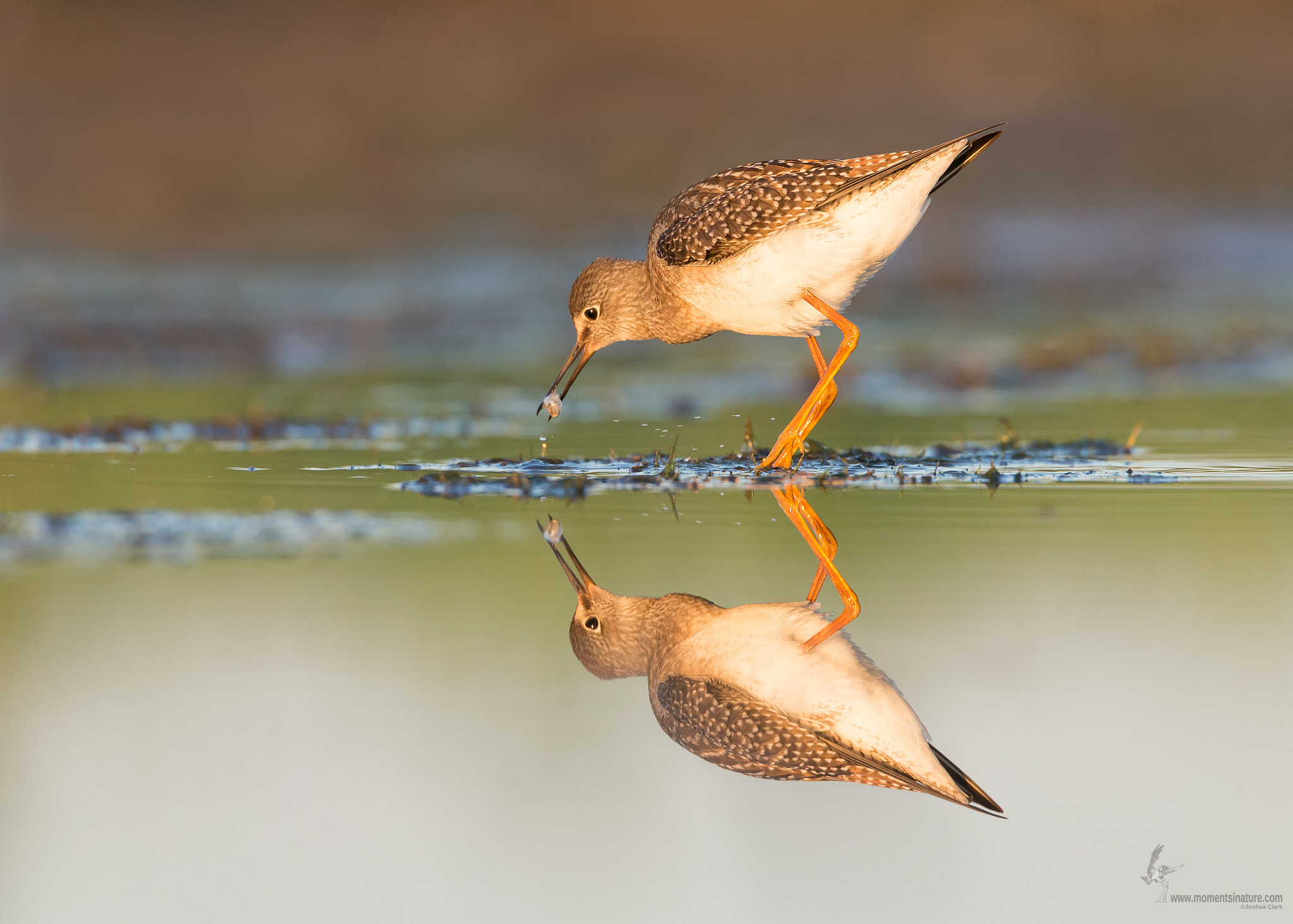 Canon EF 500mm F4L IS USM sample photo. Lesser yellowlegs photography