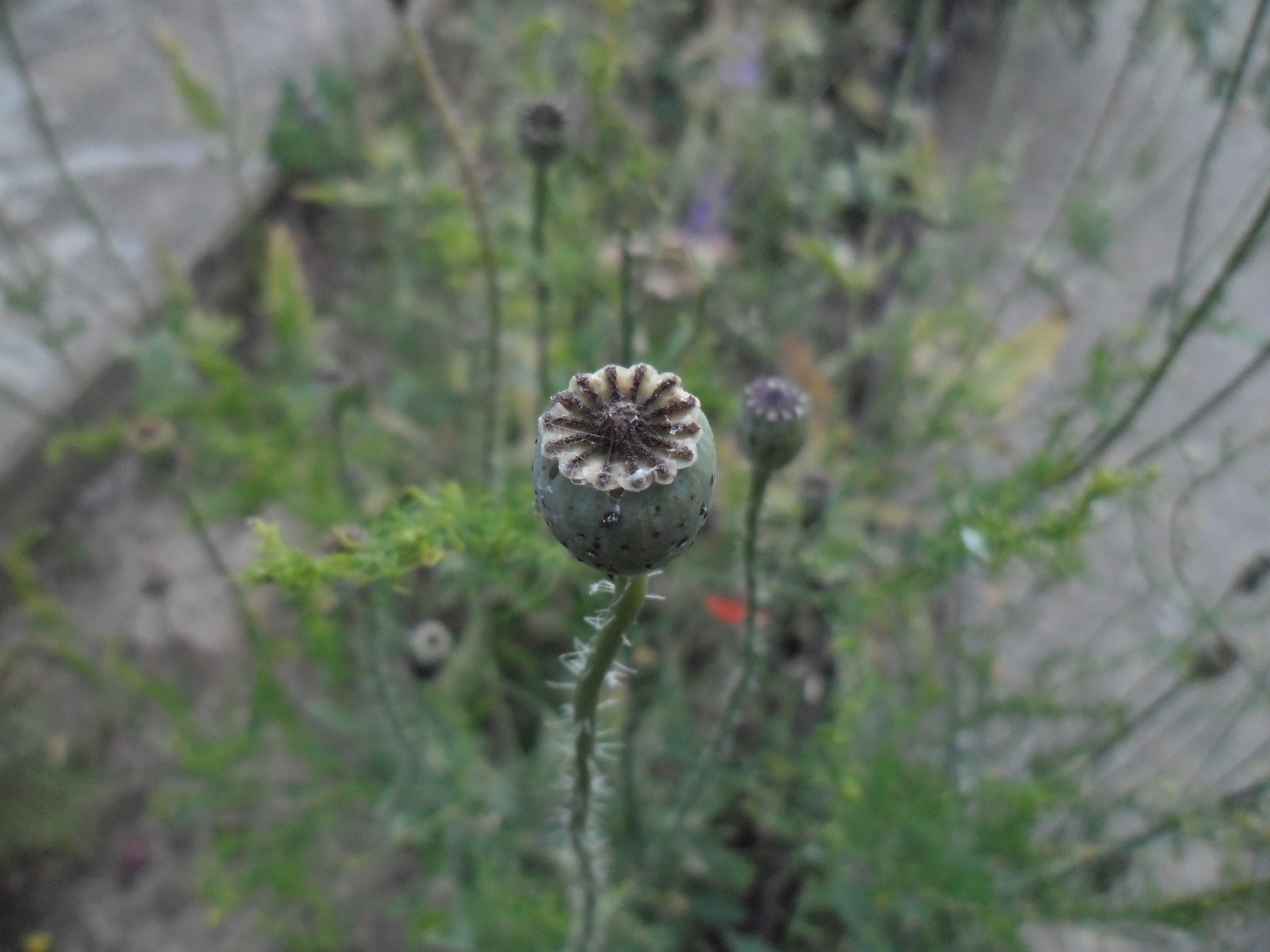 Samsung ES90/ ES91 sample photo. Мак photography