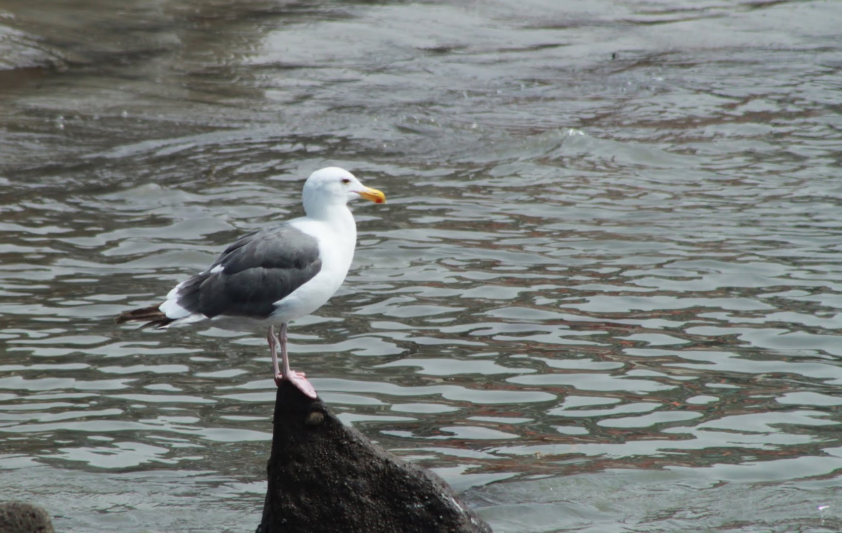 Canon EOS 500D (EOS Rebel T1i / EOS Kiss X3) + EF75-300mm f/4-5.6 sample photo. Seagull photography