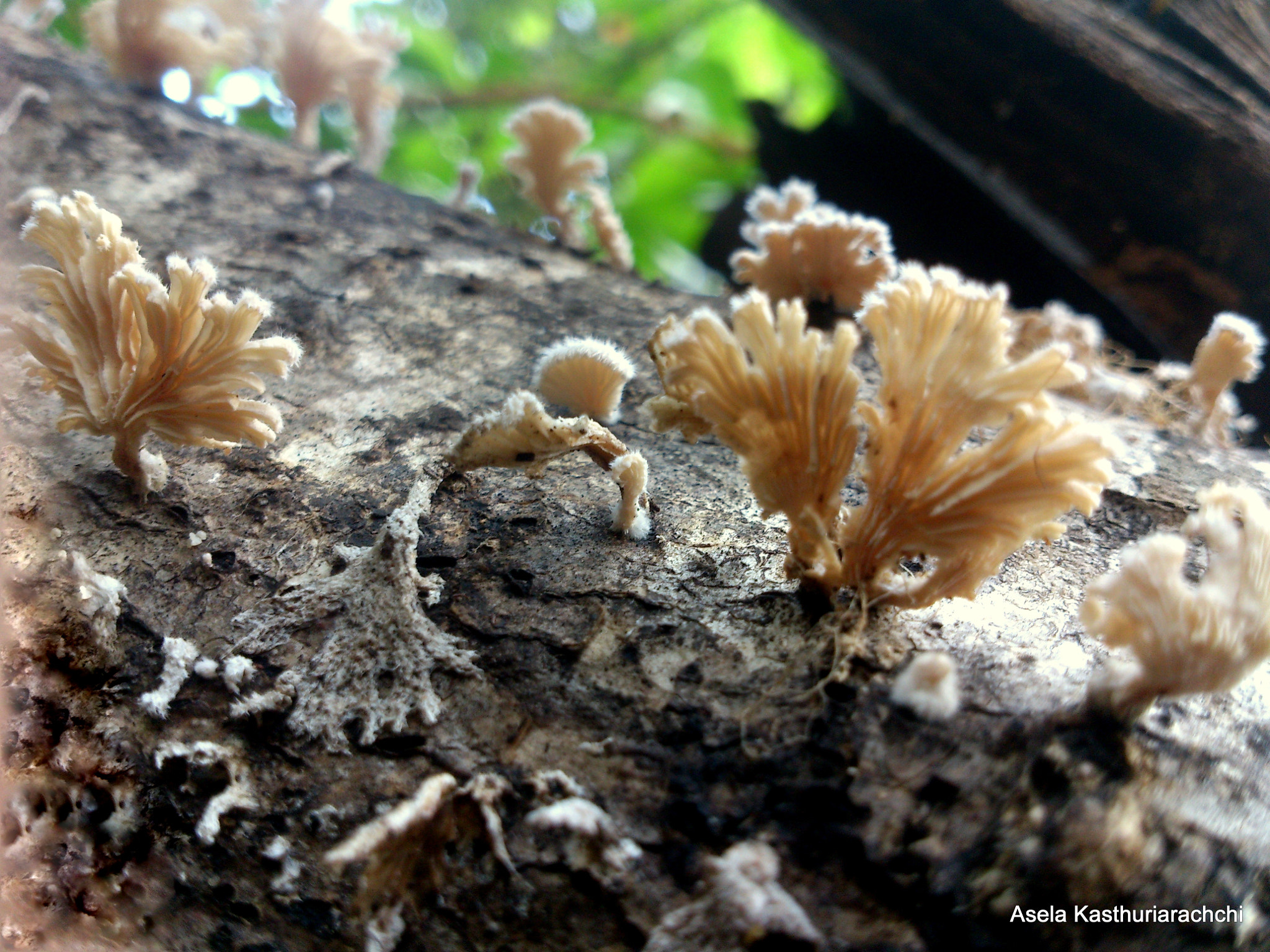 Sony Xperia T sample photo. Mosses on log photography