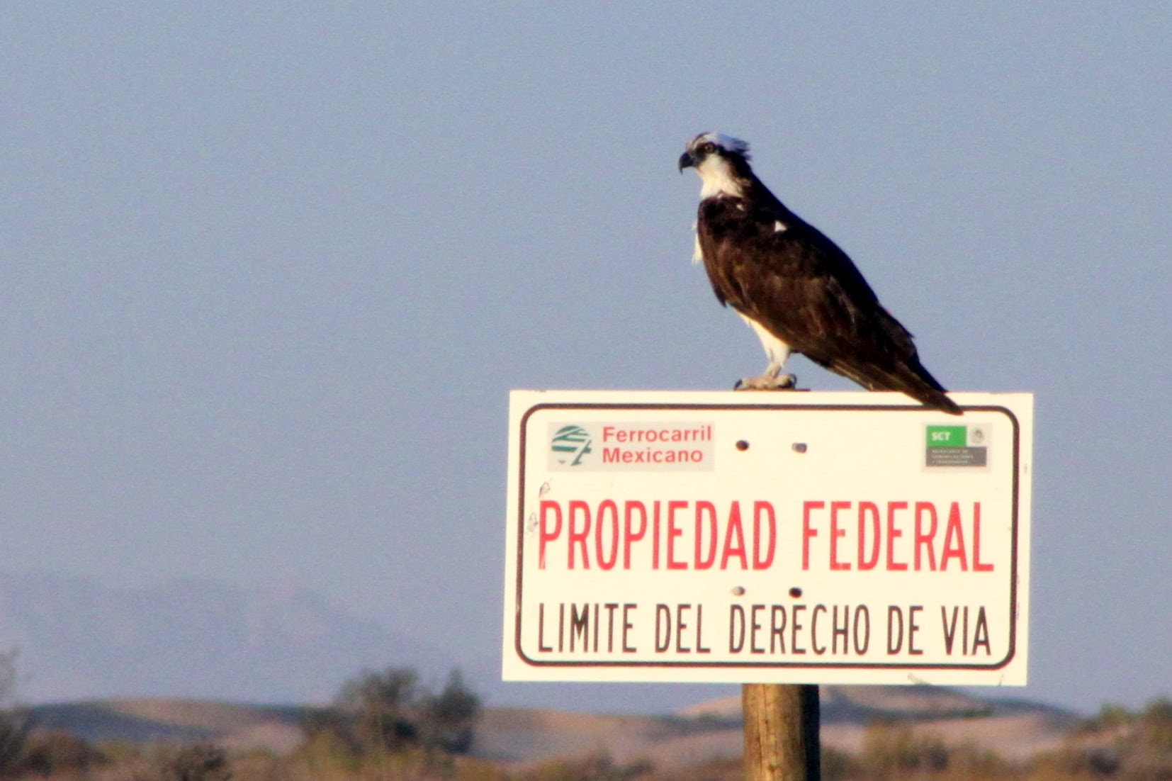 Canon EOS 500D (EOS Rebel T1i / EOS Kiss X3) + EF75-300mm f/4-5.6 sample photo. Eagle at sonora desert photography