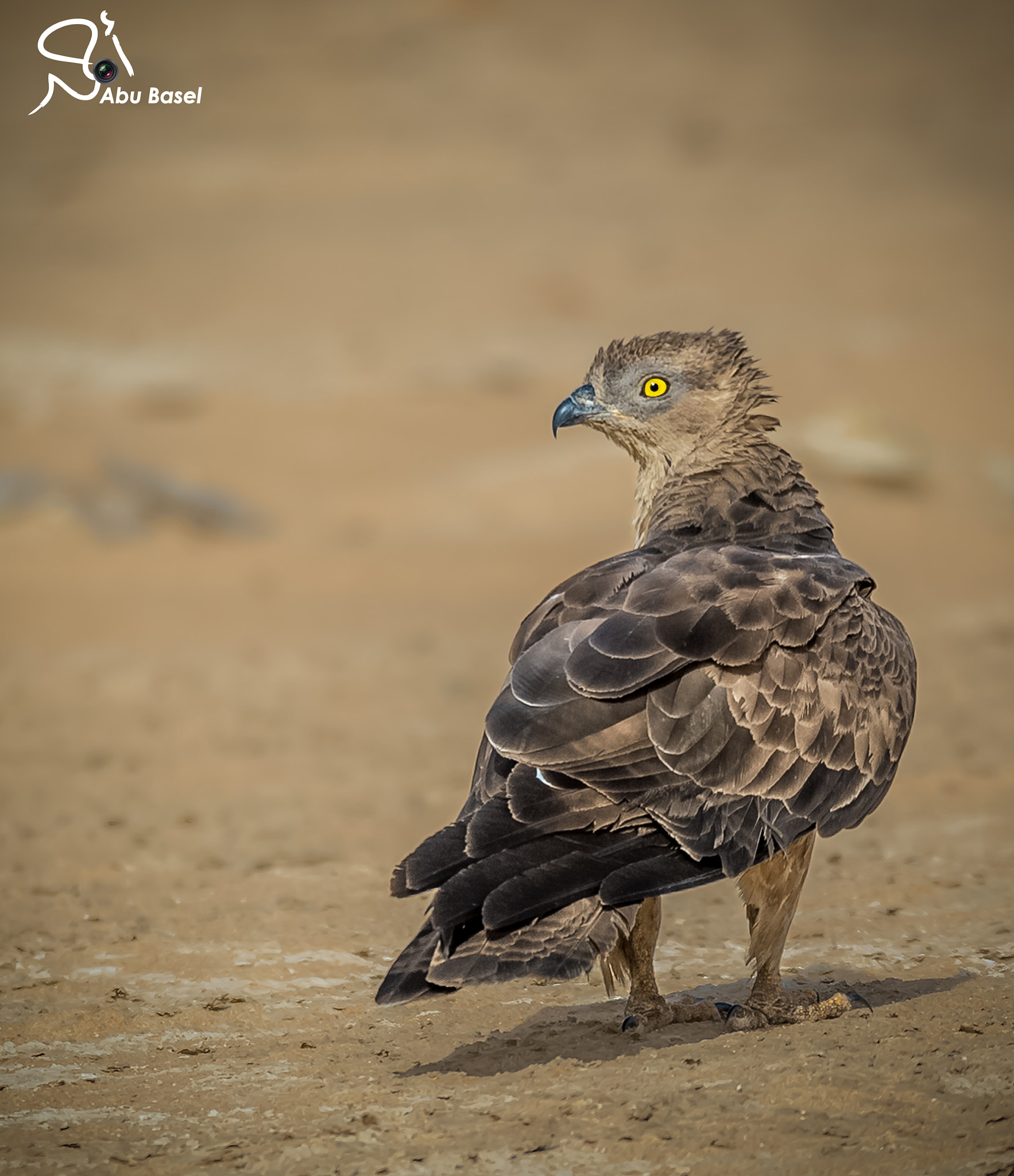 Sigma 150-600mm F5-6.3 DG OS HSM | S sample photo