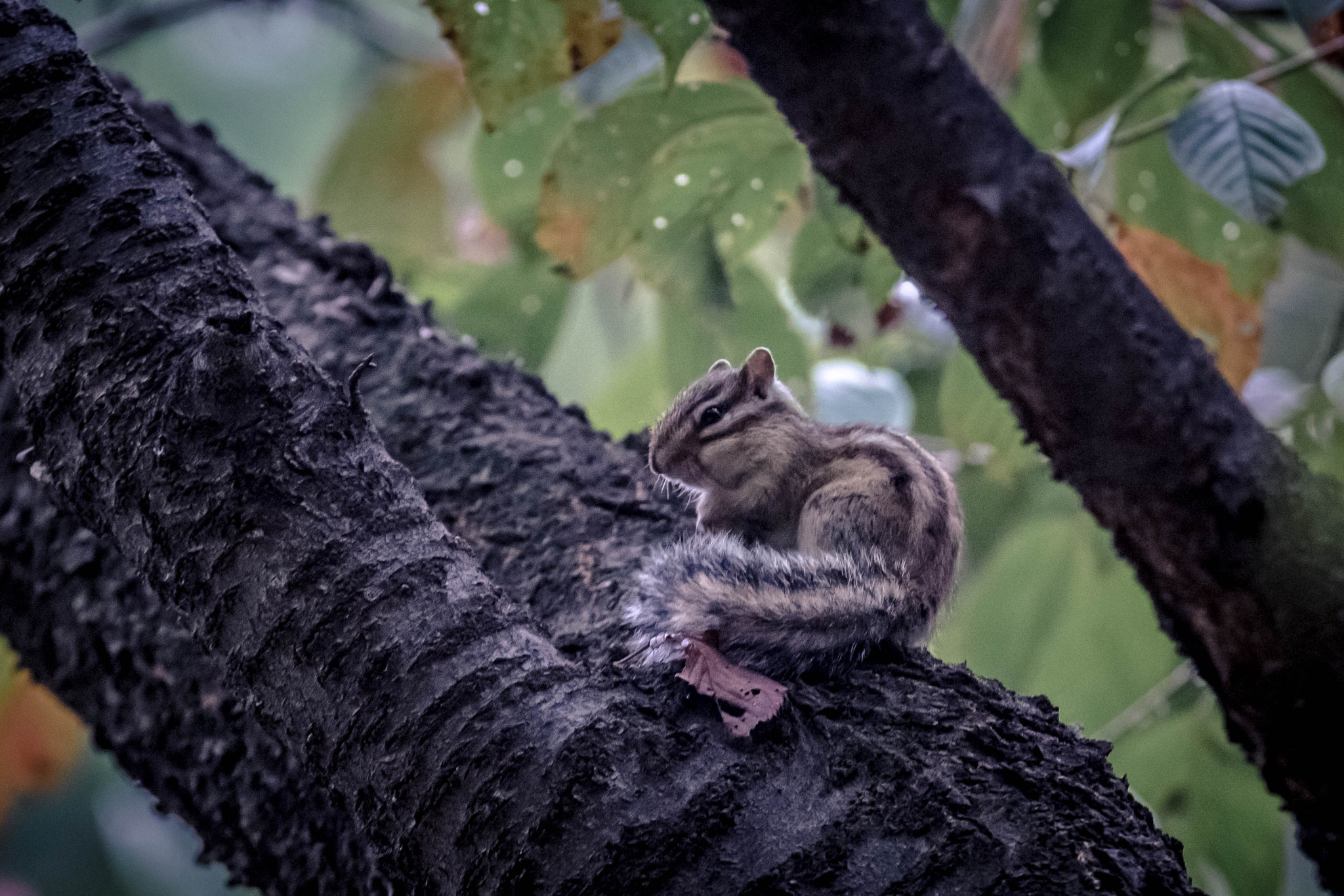 Sigma 70-200mm F2.8 EX DG OS HSM sample photo. Squitwirts!  photography