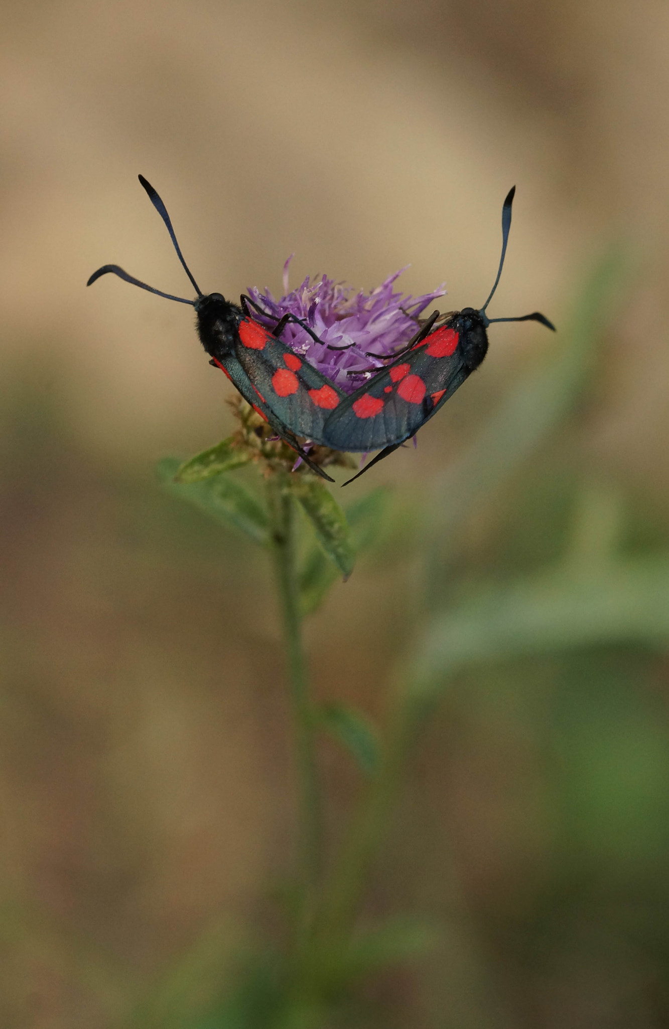 105mm F2.8 sample photo. Duo photography