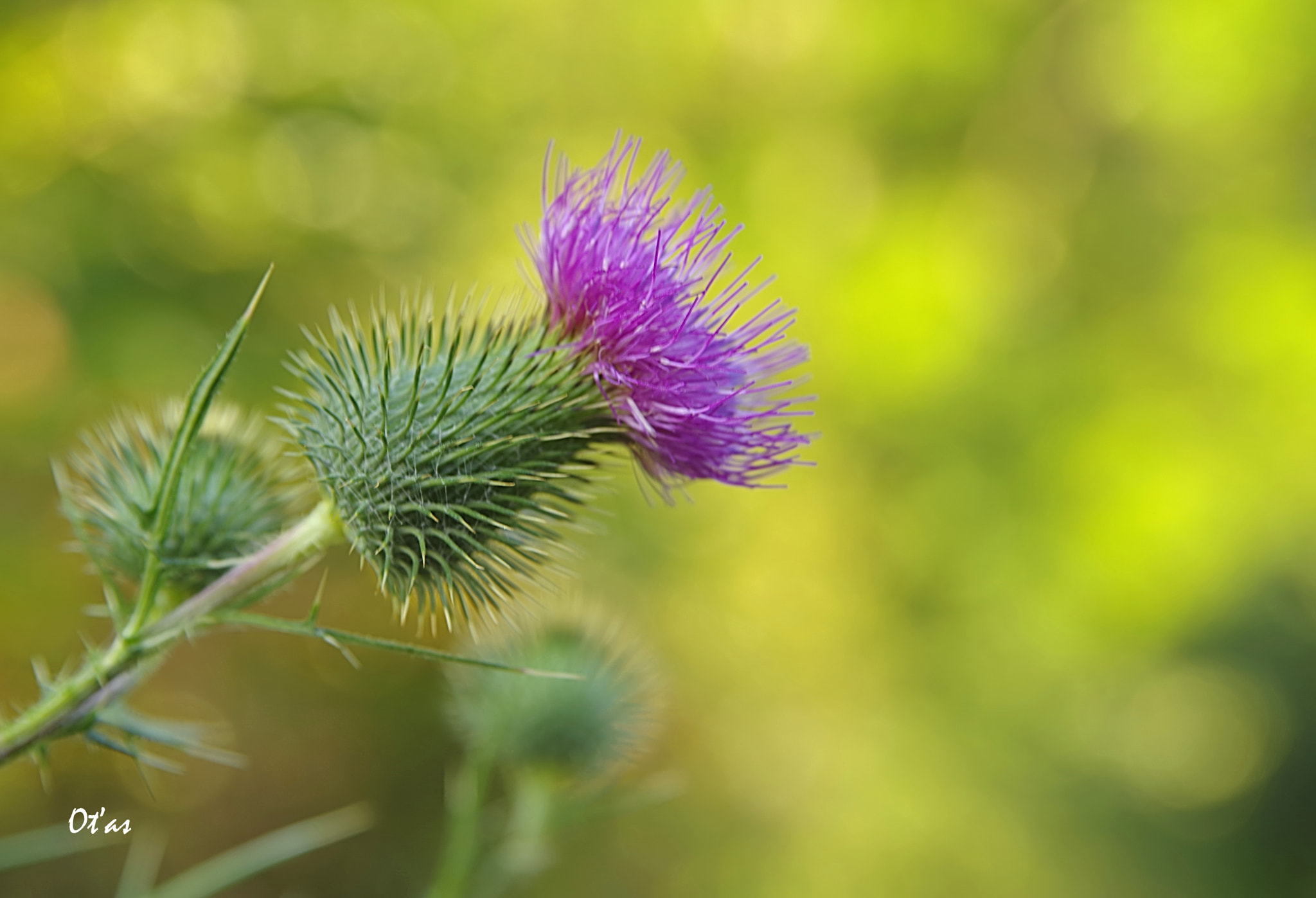 Pentax K-1 sample photo. Thistle iii photography