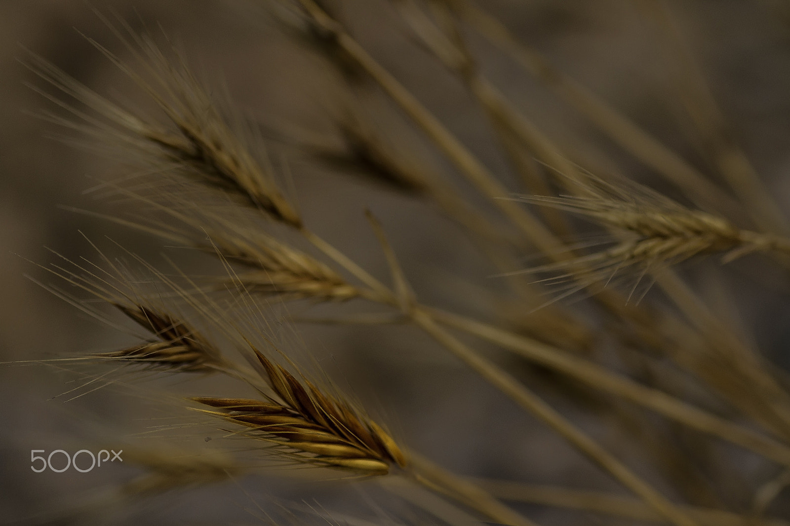 Canon EOS 7D + Tamron SP AF 90mm F2.8 Di Macro sample photo. Wheat field photography