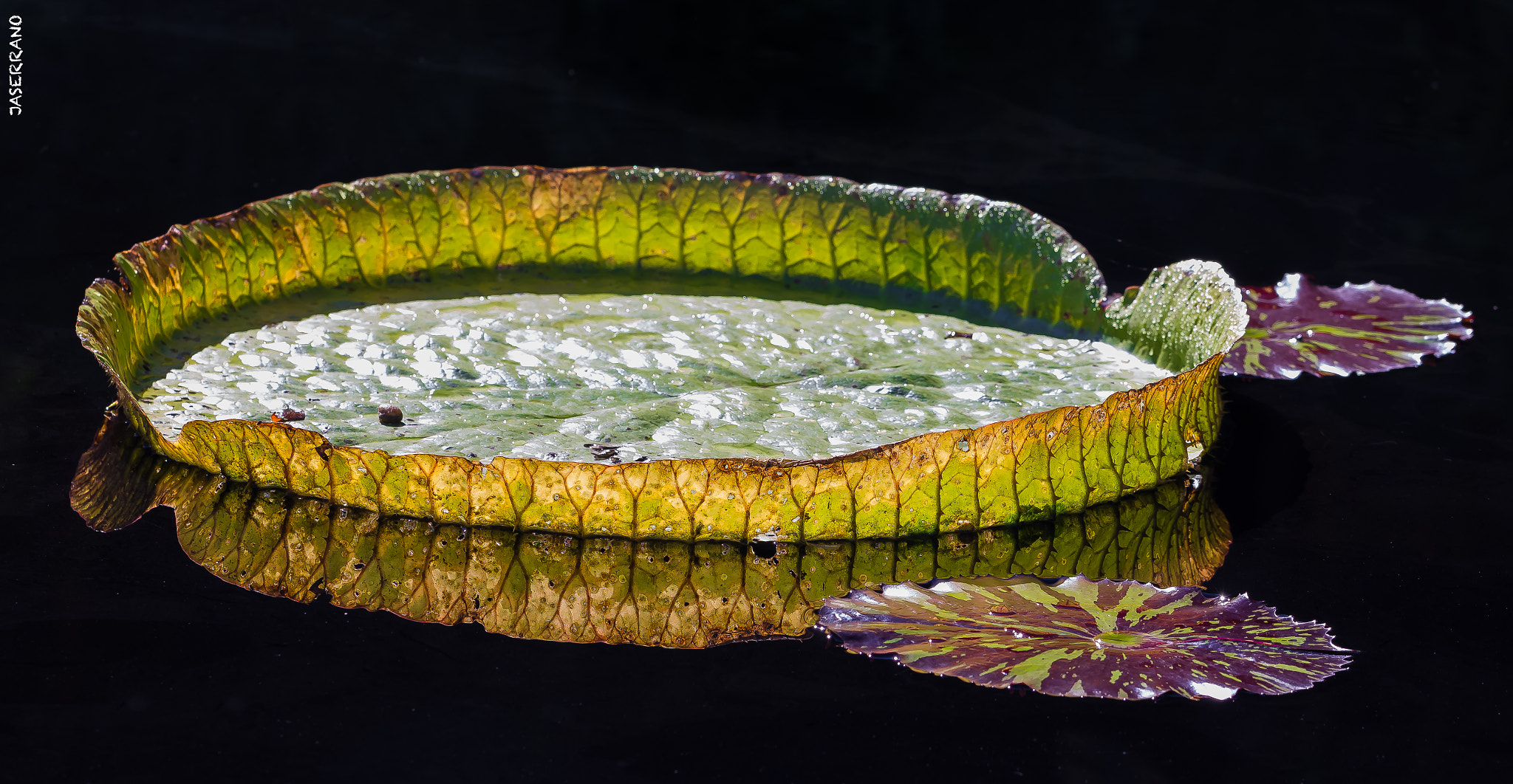 Canon EF 100mm F2.8L Macro IS USM sample photo. Fairchild photography