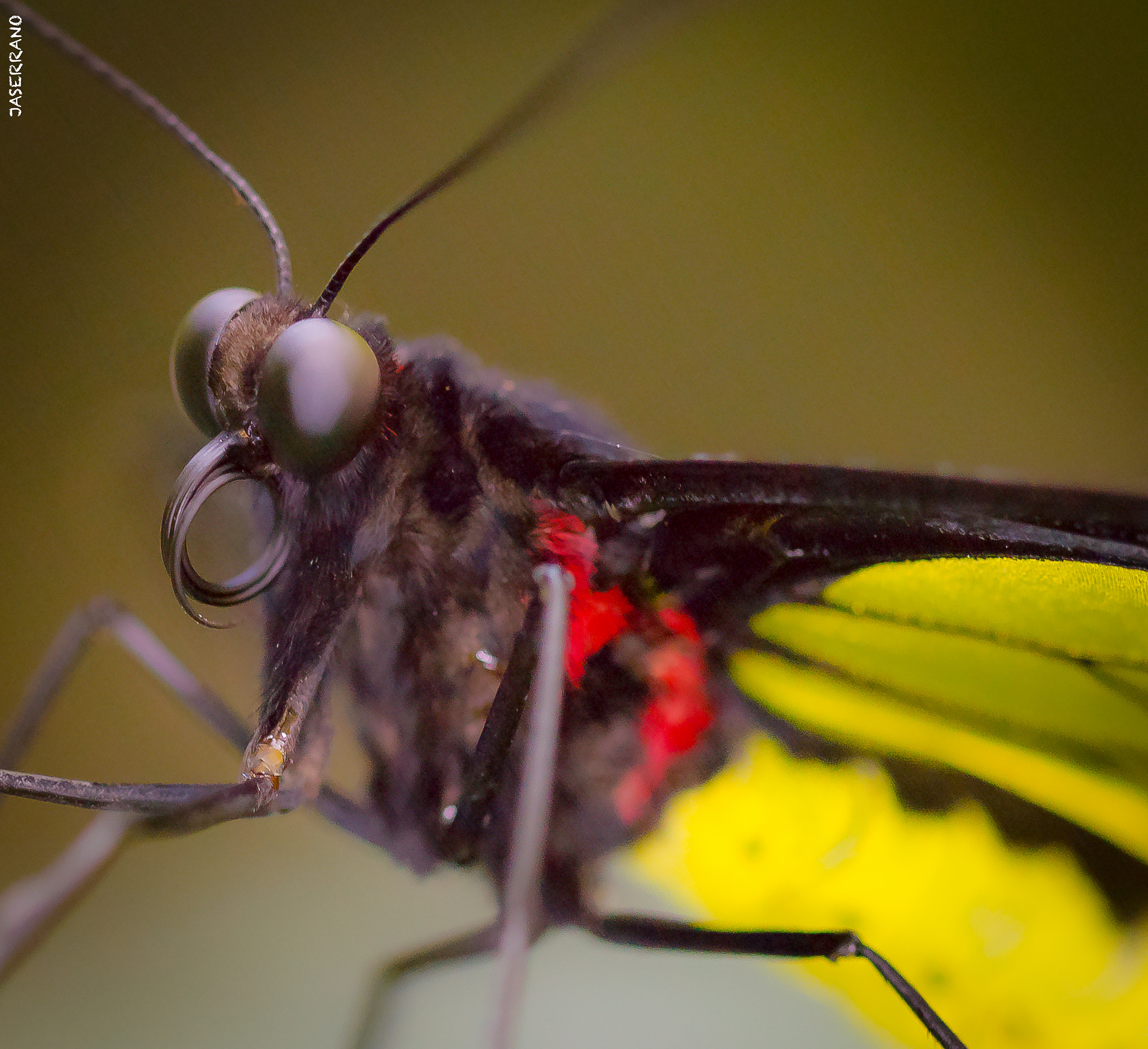 Canon EF 100mm F2.8L Macro IS USM sample photo. Fairchild photography