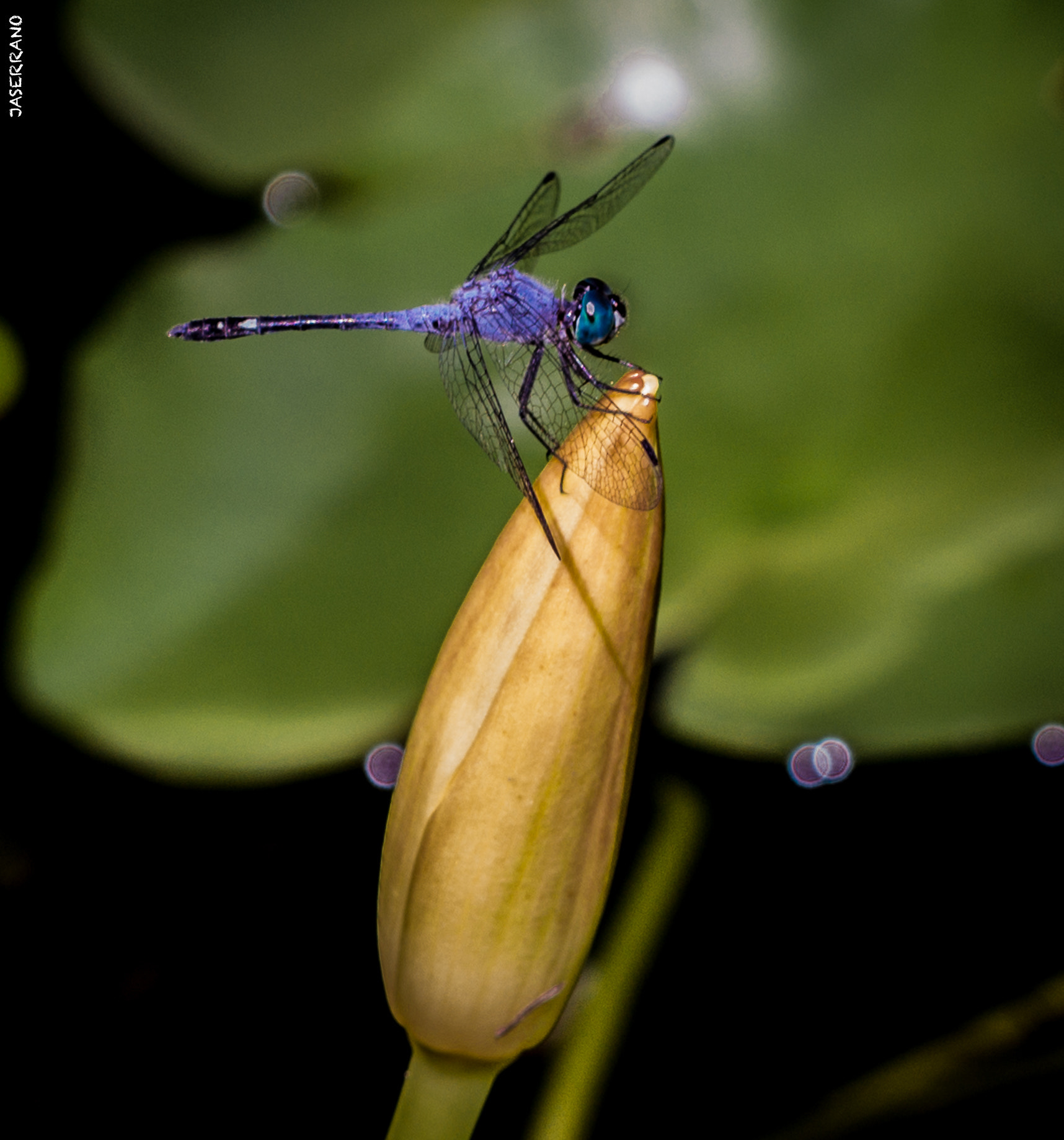 Canon EF 100mm F2.8L Macro IS USM sample photo. Fairchild photography