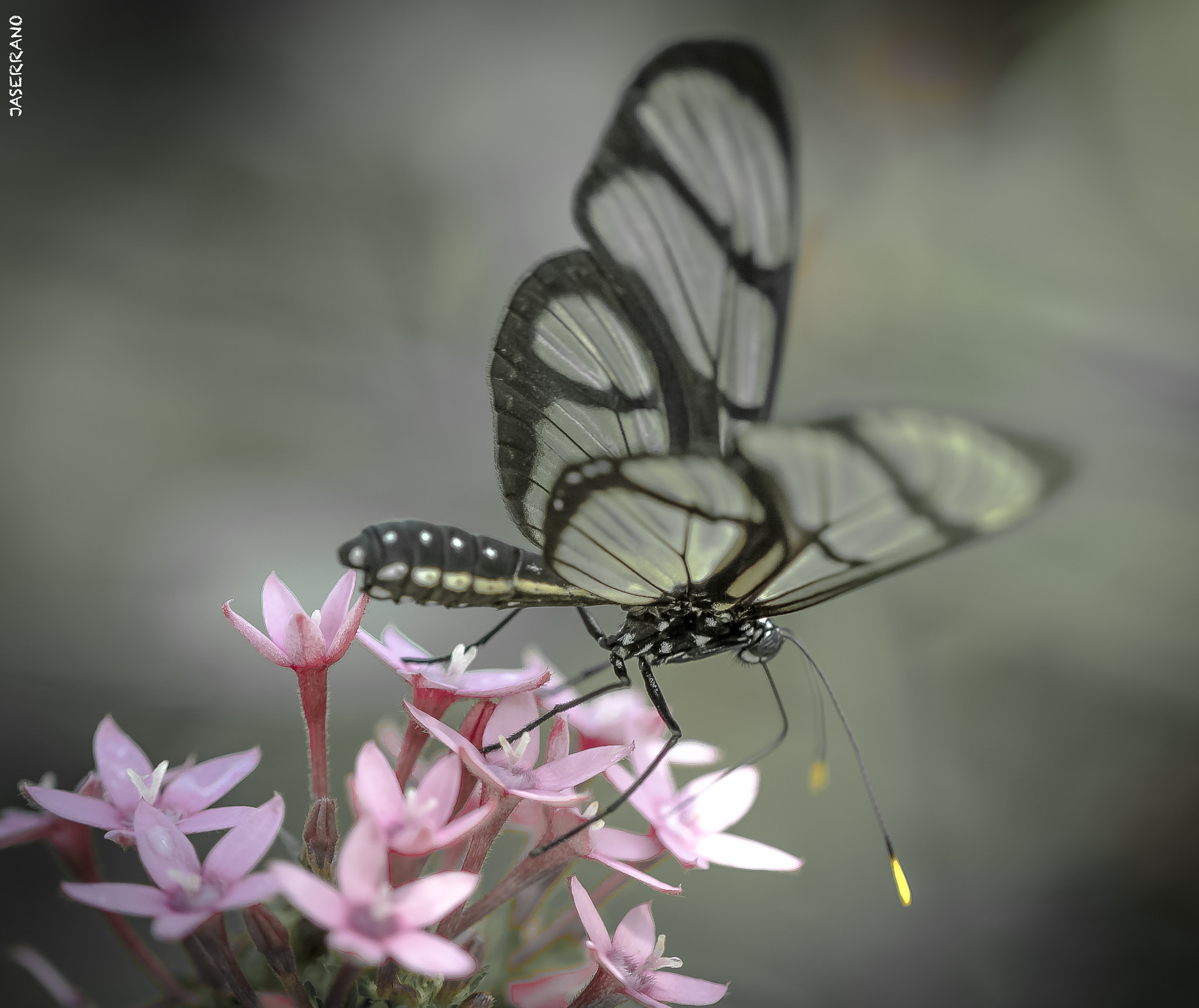 Canon EF 100mm F2.8L Macro IS USM sample photo. Fairchild photography