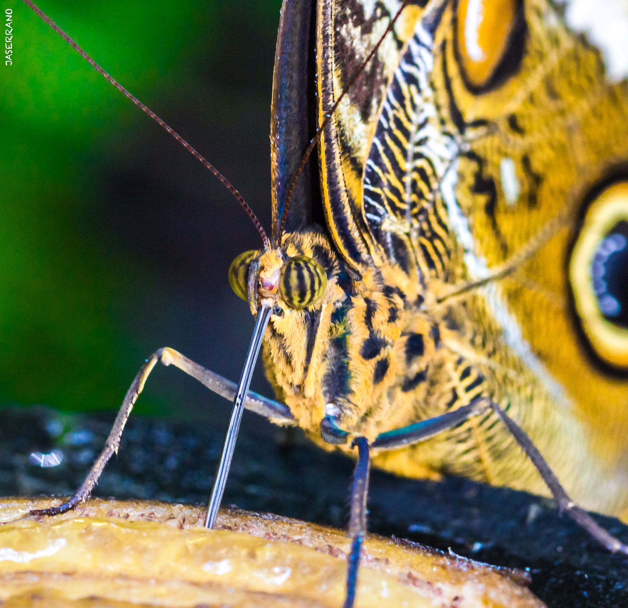 Canon EF 100mm F2.8L Macro IS USM sample photo. Fairchild photography