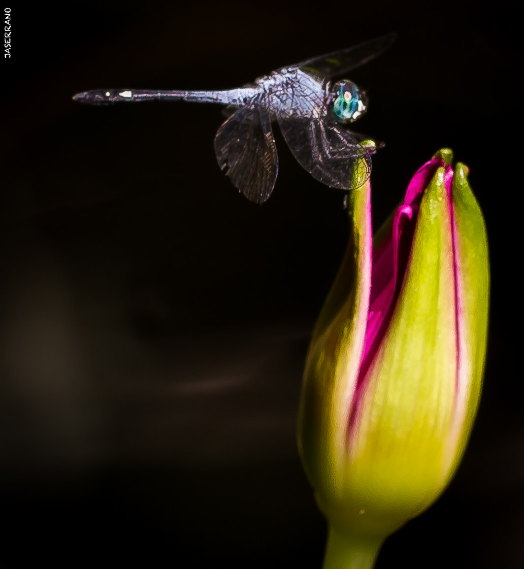 Canon EF 100mm F2.8L Macro IS USM sample photo. Fairchild photography