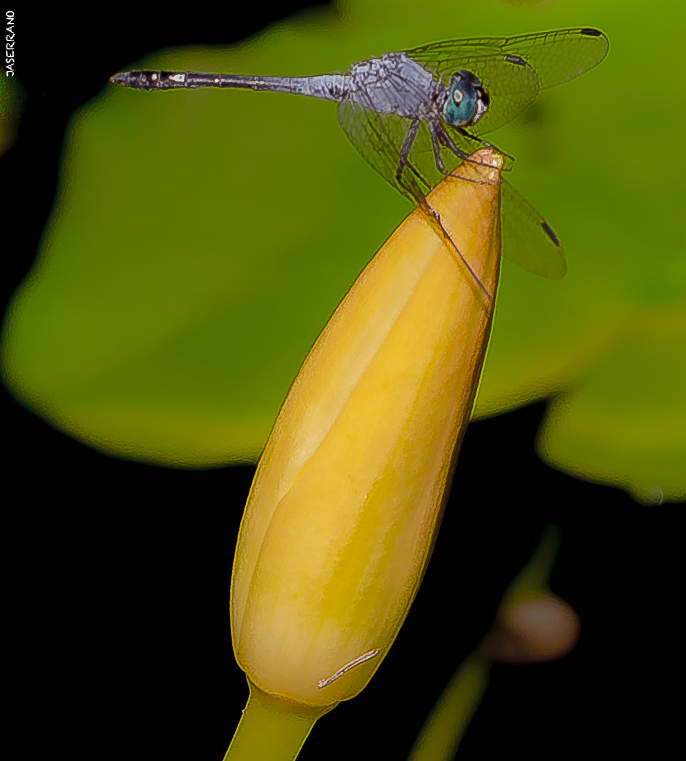 Canon EF 100mm F2.8L Macro IS USM sample photo. Fairchild photography