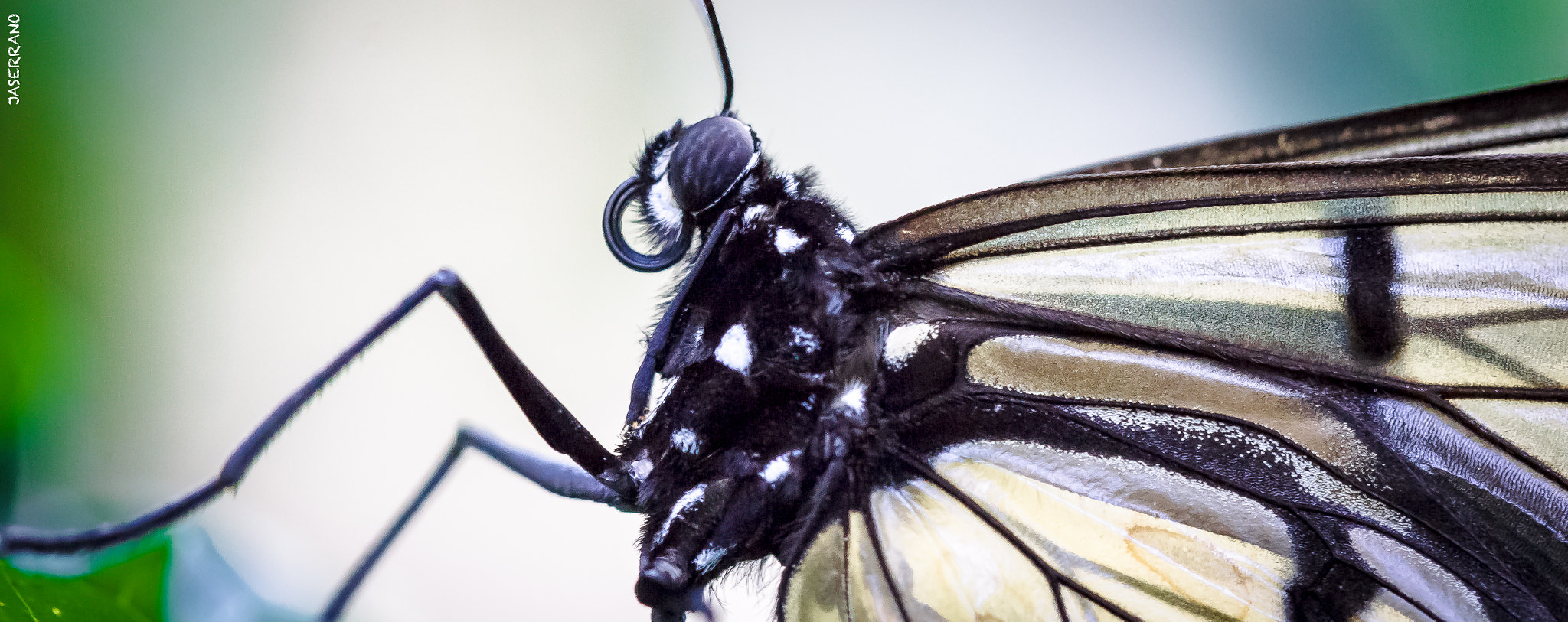 Canon EF 100mm F2.8L Macro IS USM sample photo. Fairchild photography