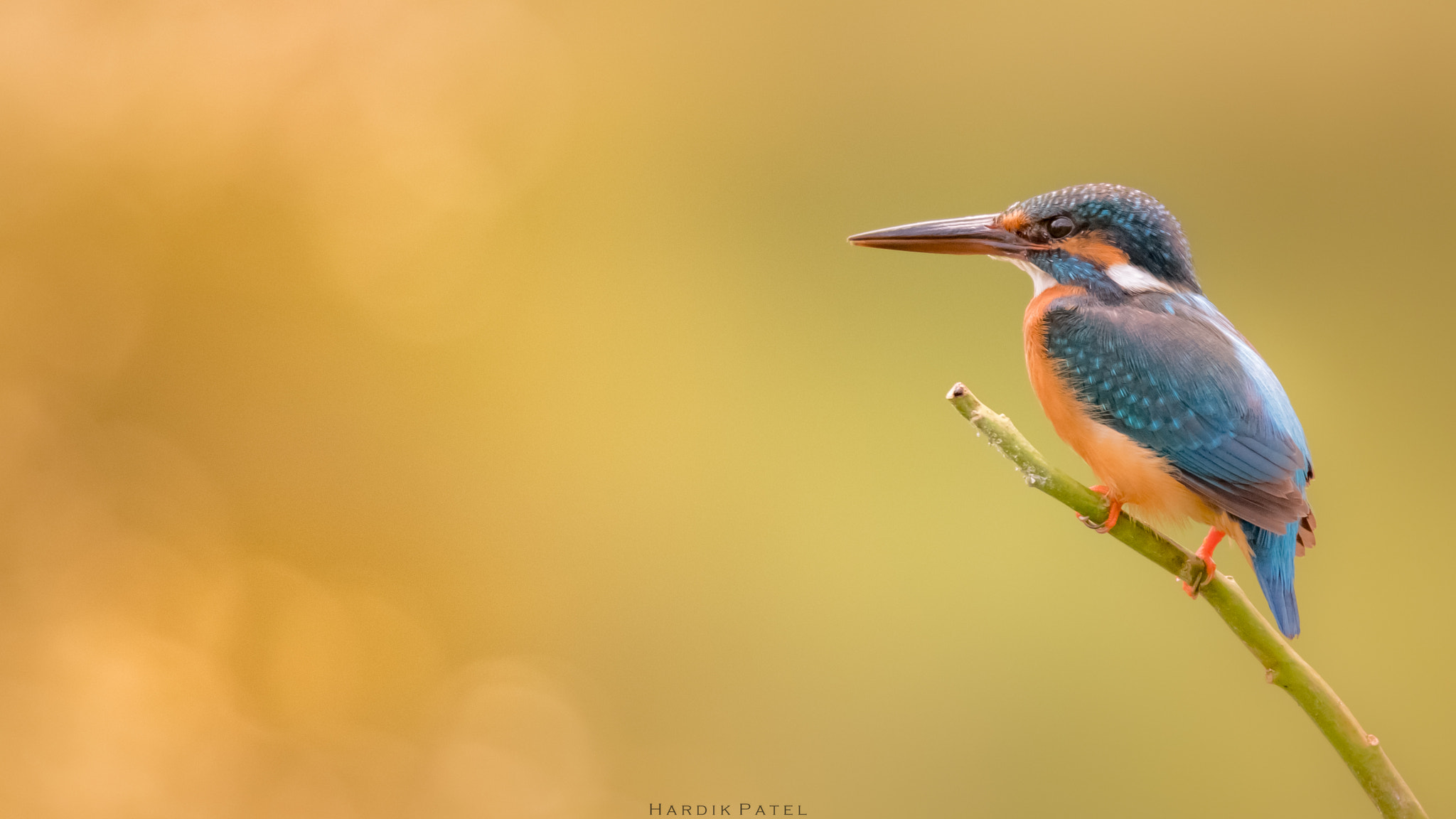 Nikon D5 sample photo. Common kingfisher photography