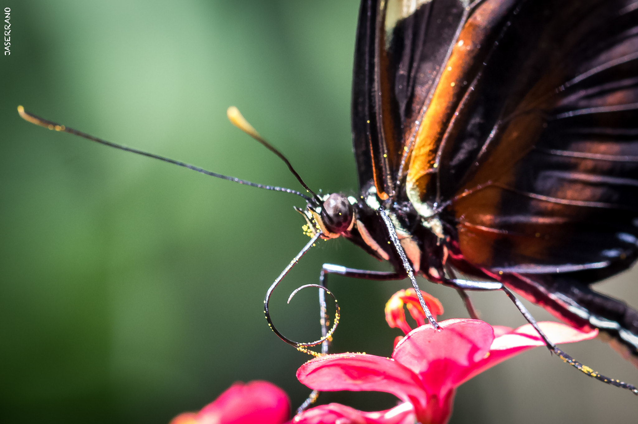 Canon EF 100mm F2.8L Macro IS USM sample photo. Fairchild photography