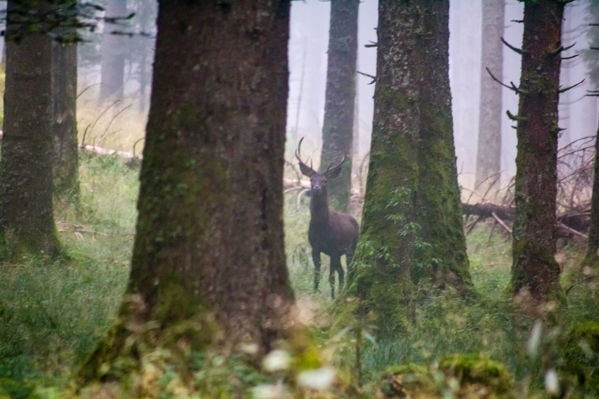 Canon EOS 760D (EOS Rebel T6s / EOS 8000D) sample photo. The ugly deer photography