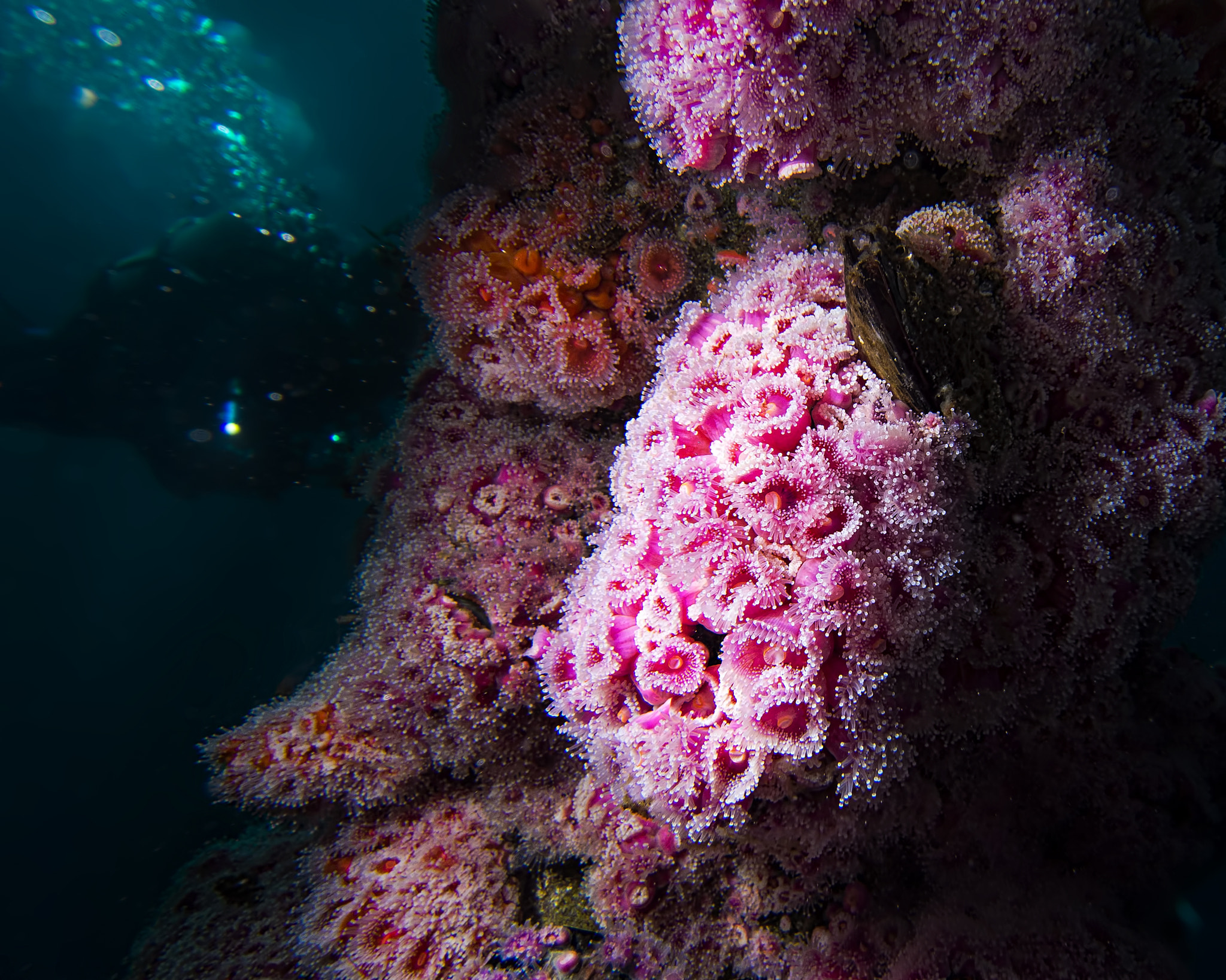 Olympus PEN E-PL5 sample photo. Life beneath an oil rig photography