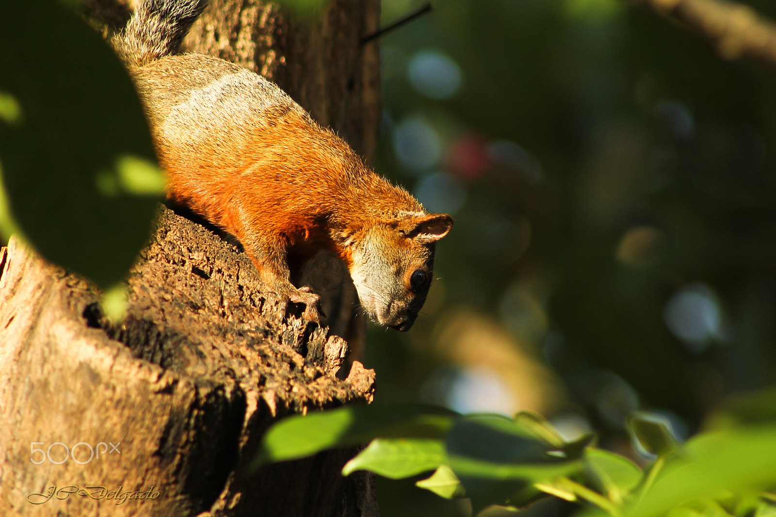 Canon EF 75-300mm f/4-5.6 USM sample photo. Where is it? photography