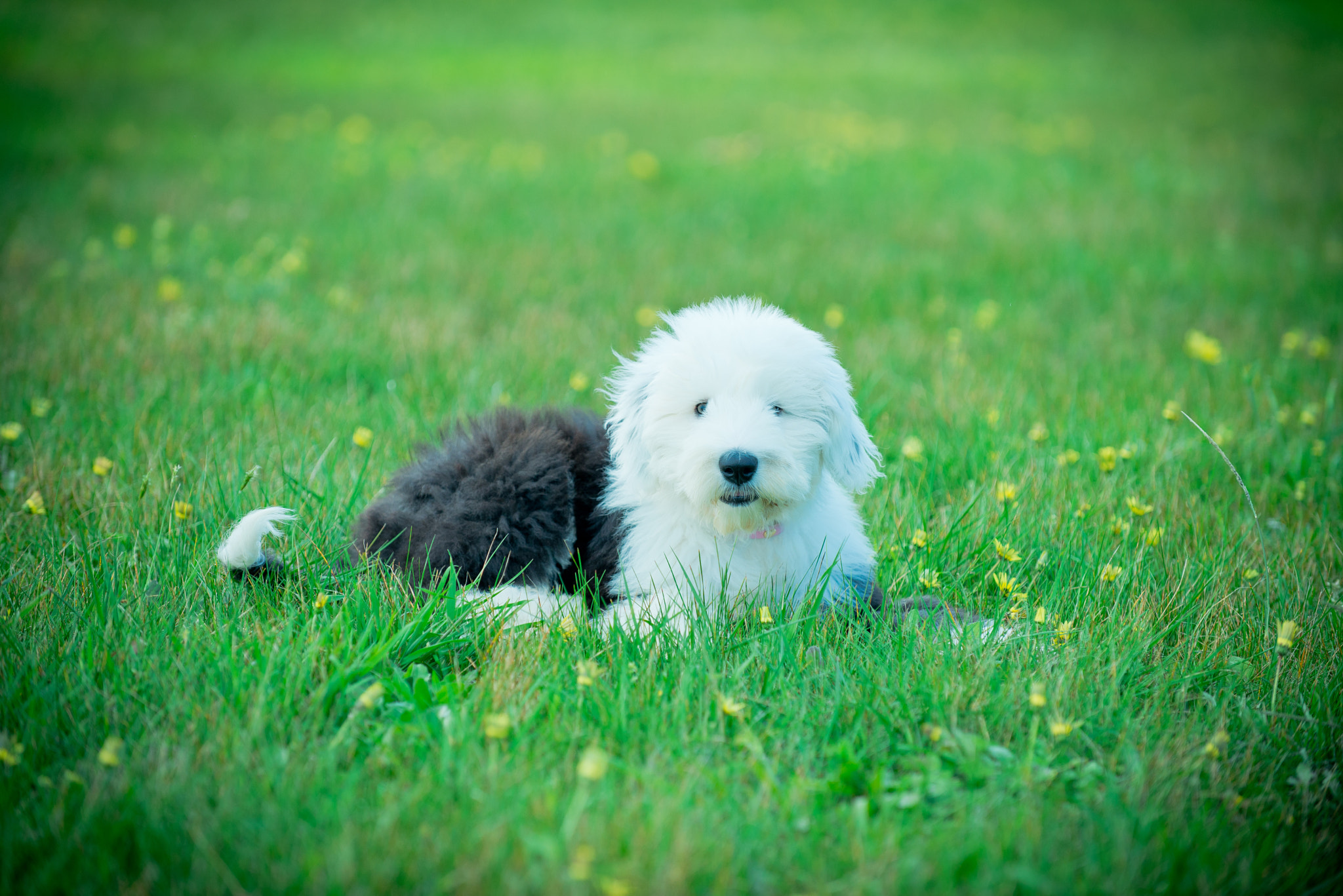 Nikon D600 sample photo. Harper is warming up for afternoon portrait photography