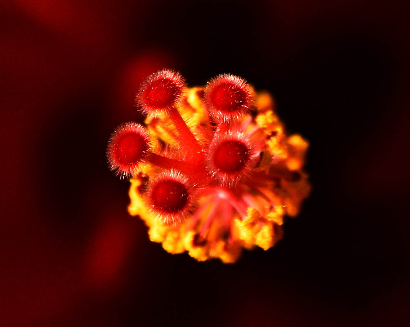 Nikon AF-S Nikkor 28-70mm F2.8 ED-IF sample photo. Hibiscus photography