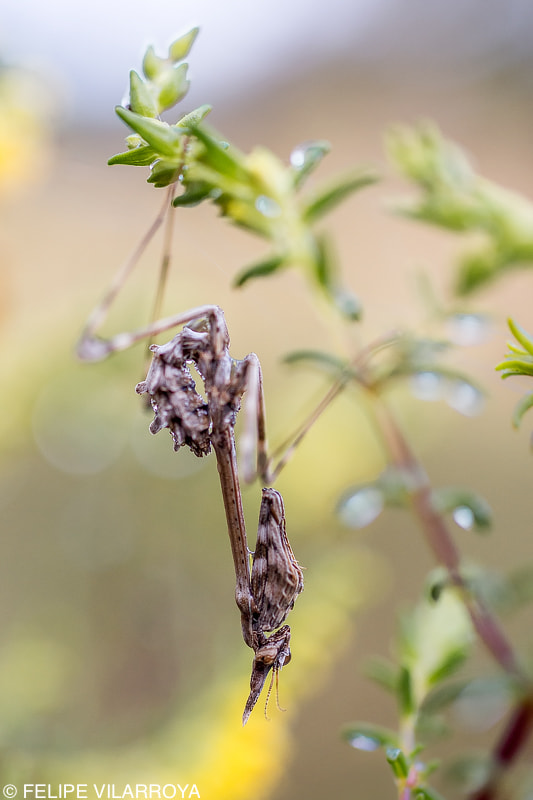 Nikon D7200 + Sigma 50mm F2.8 EX DG Macro sample photo. Pitágoras photography