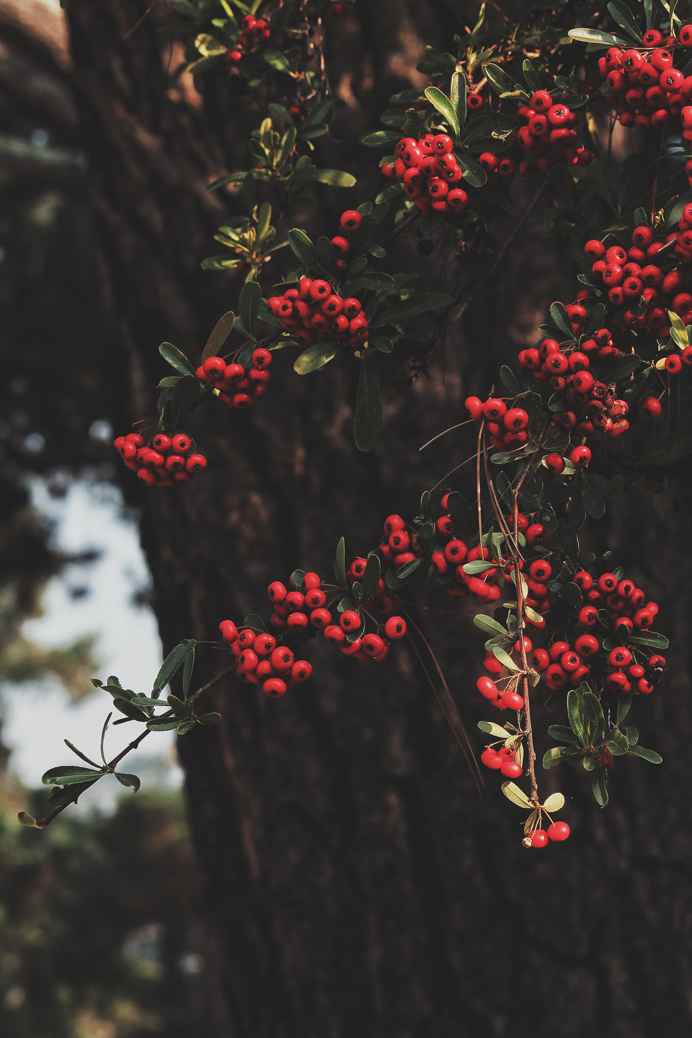 Canon EF-S 55-250mm F4-5.6 IS STM sample photo. Autumn colors photography