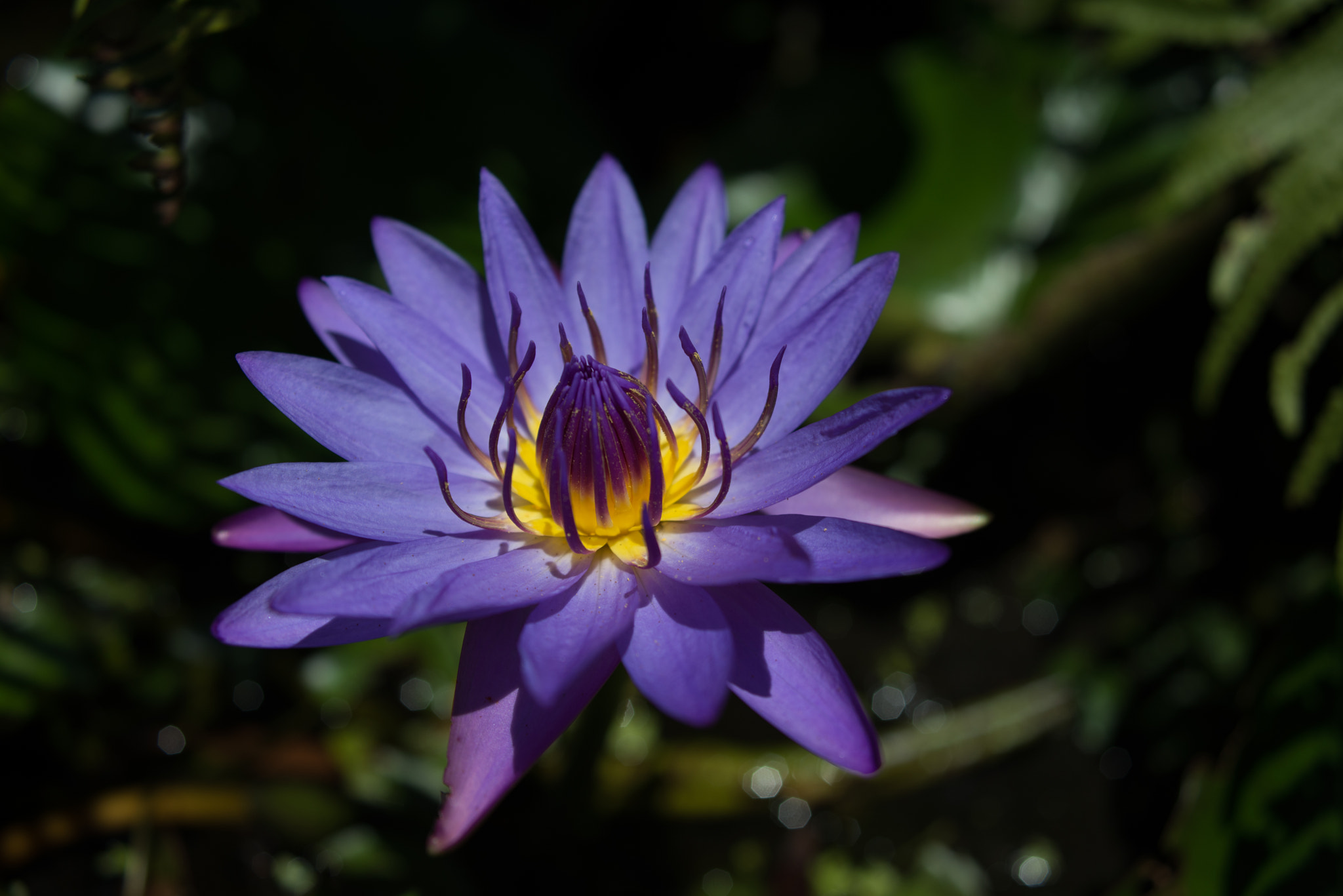 Nikon D610 + AF Zoom-Nikkor 35-135mm f/3.5-4.5 N sample photo. Purple lotus photography