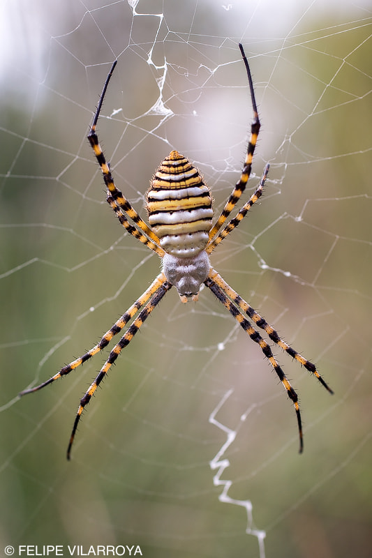 Nikon D7200 + Sigma 50mm F2.8 EX DG Macro sample photo. Argiope trifasciata photography