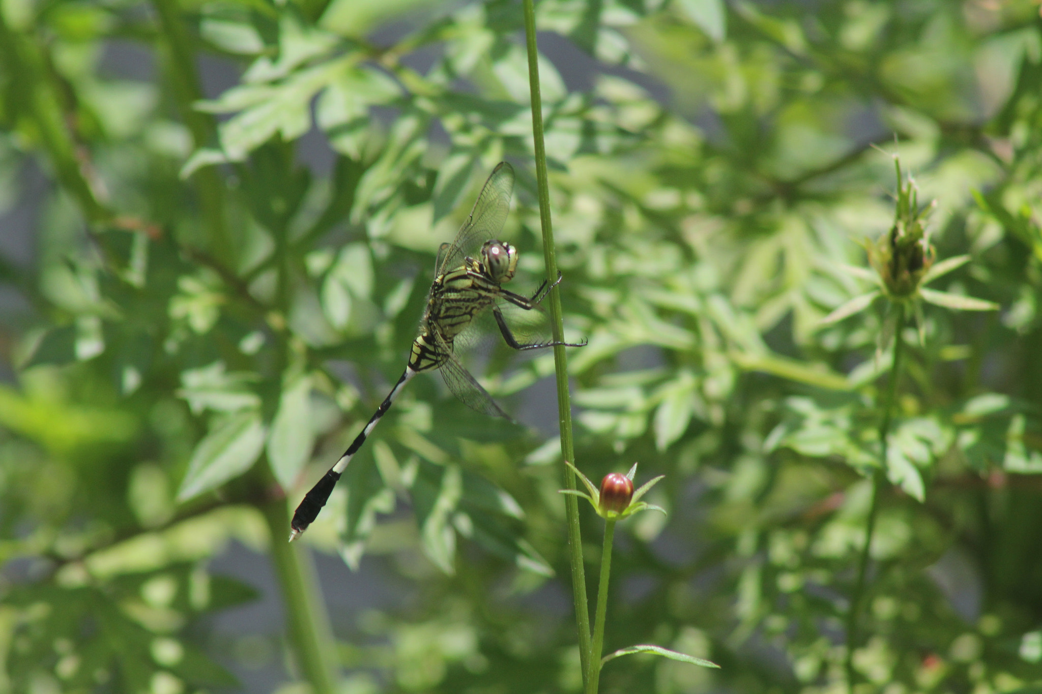 Canon EF 75-300mm f/4-5.6 USM sample photo. Dragonfly eyeing photography