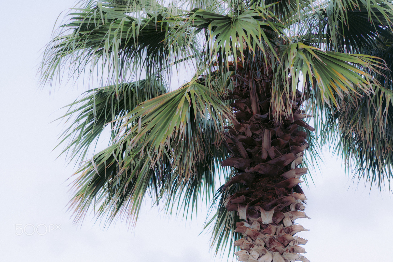Sony a6300 + Sony Sonnar T* FE 55mm F1.8 ZA sample photo. Palmetto photography