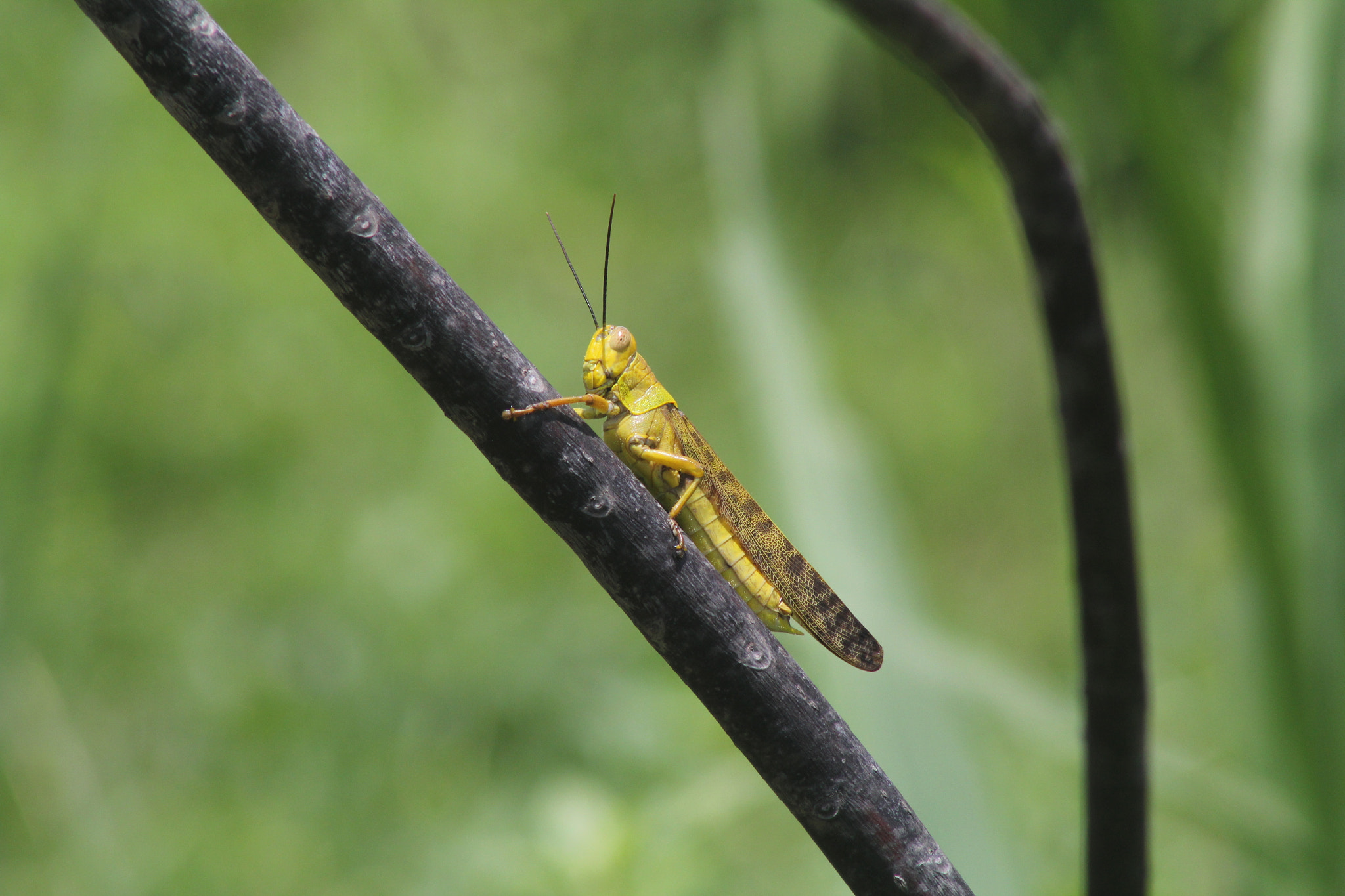 Canon EF 75-300mm f/4-5.6 USM sample photo. Grasshopper photography