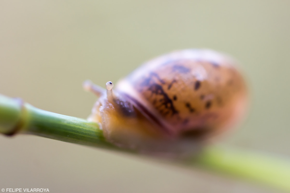 Nikon D7200 + Sigma 50mm F2.8 EX DG Macro sample photo. El ojo que todo lo ve photography