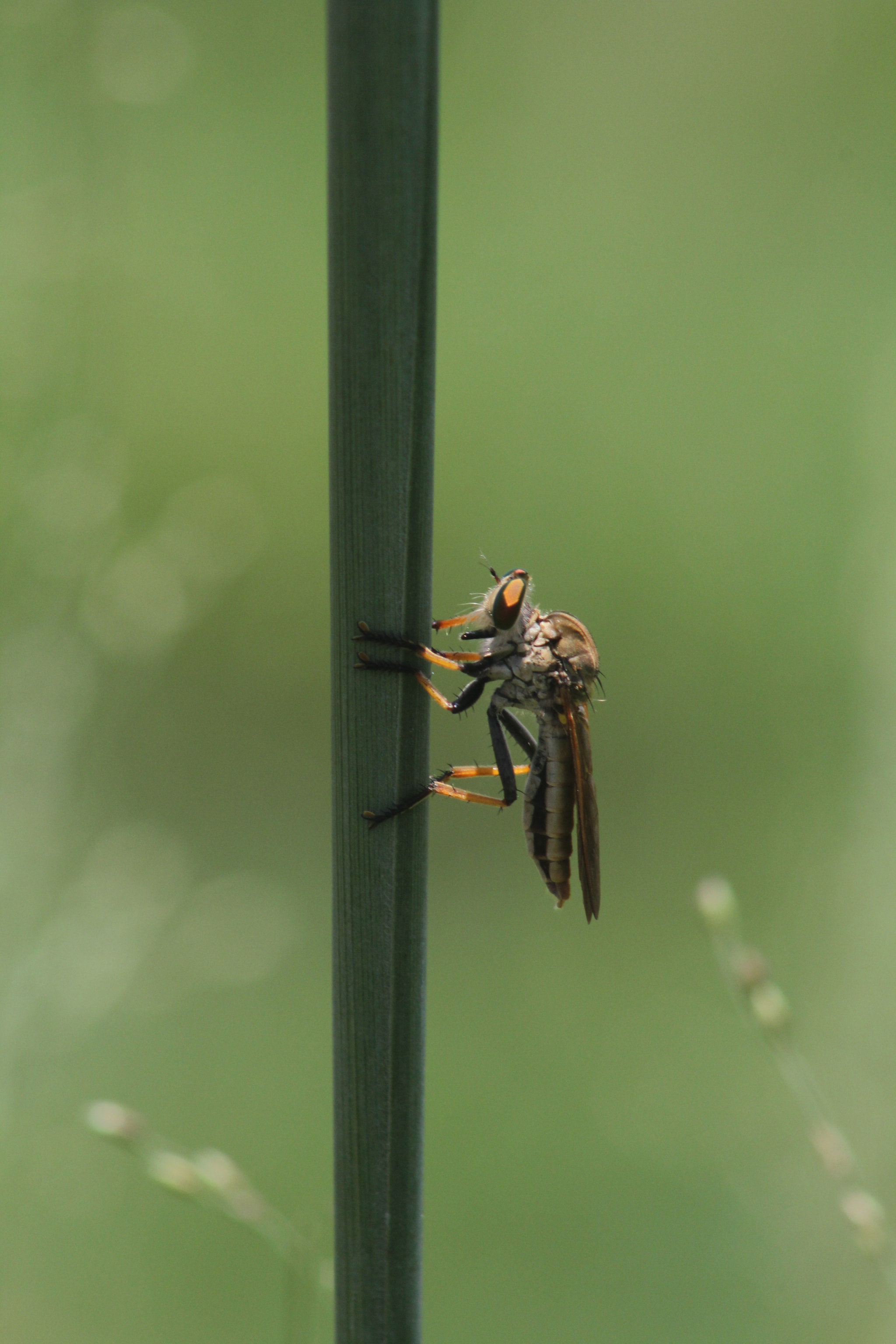 Canon EF 75-300mm f/4-5.6 USM sample photo. Strange creature photography