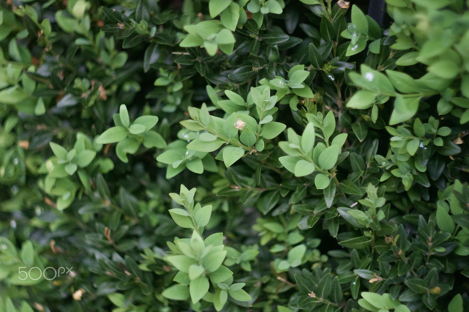 Canon EF 35-80mm f/4-5.6 sample photo. Green leaves photography